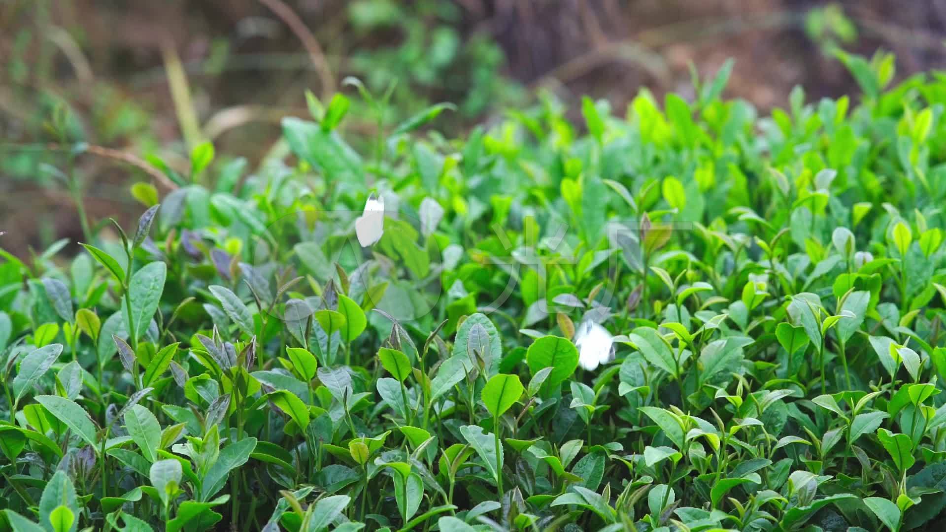 日照绿茶茶园实拍素材