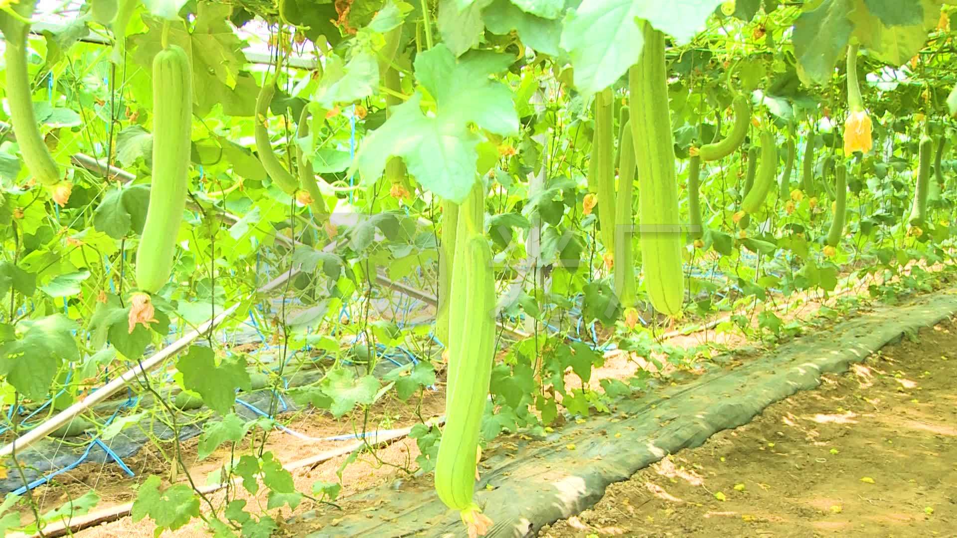 农业蔬菜大棚丝瓜现代农业瓜果蔬菜_1920x1080_高清视频素材下载(编号
