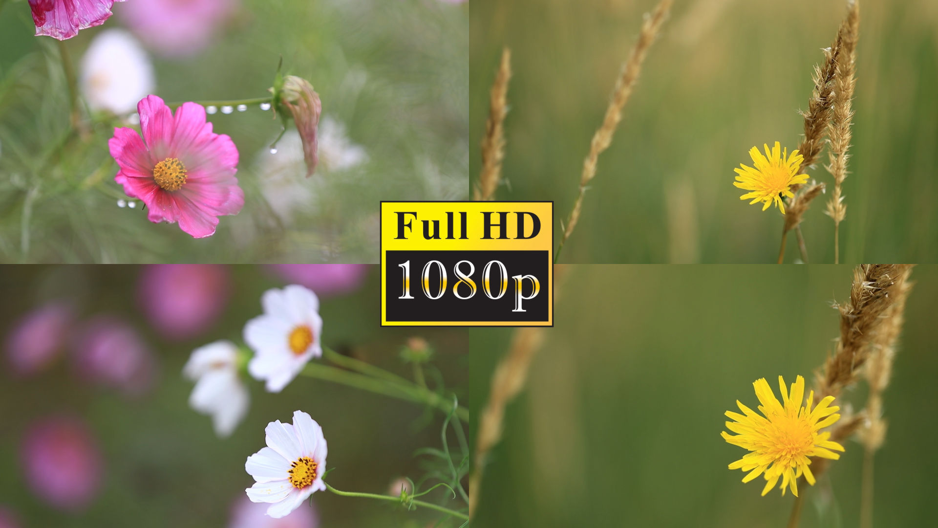 1080p高清图片唯美,1080p蓝光壁纸图片 几种花的唯美特写【1080p】_1920x1080_高清视频素材