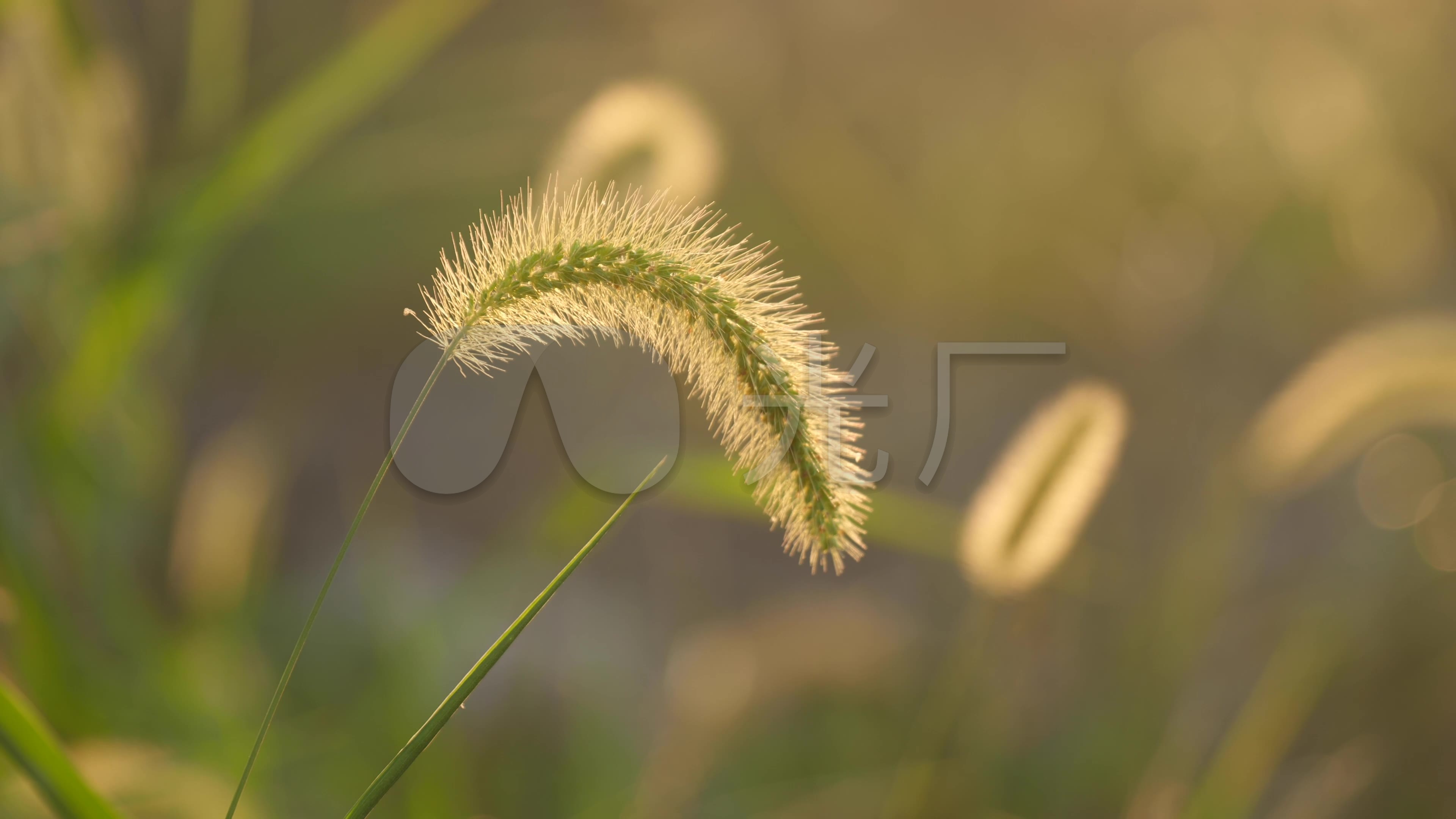 4k唯美空镜头野草农村狗尾巴草_3840x2160_高清视频素材下载(编号