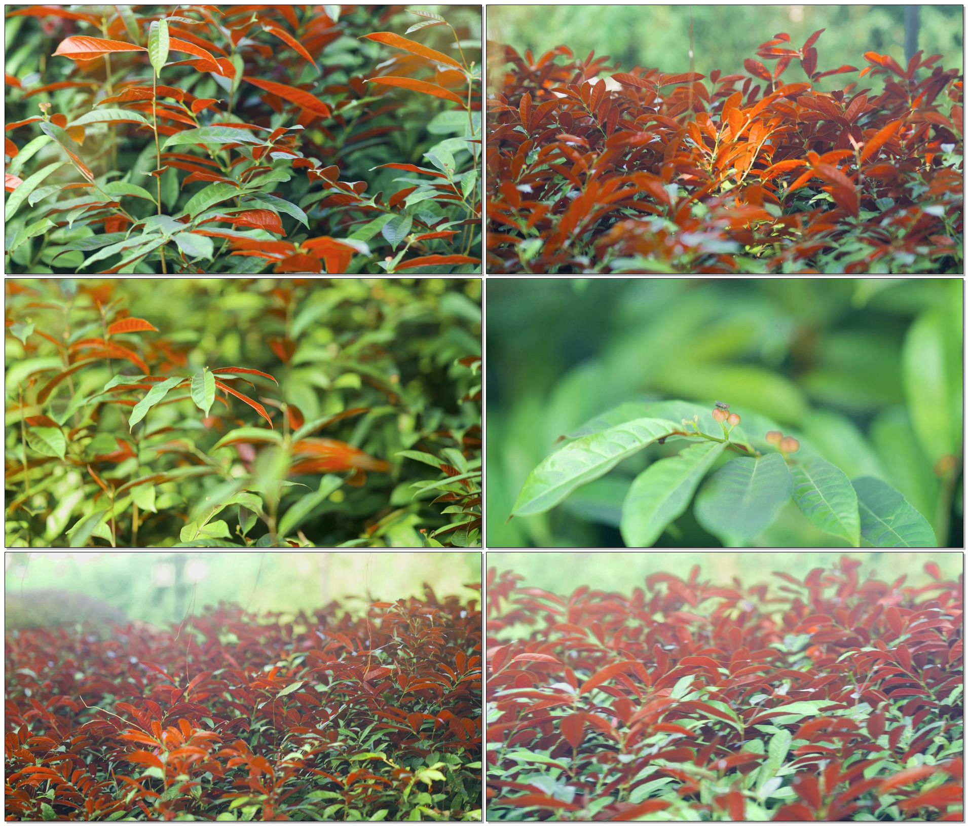 红背桂花青紫木紫背桂
