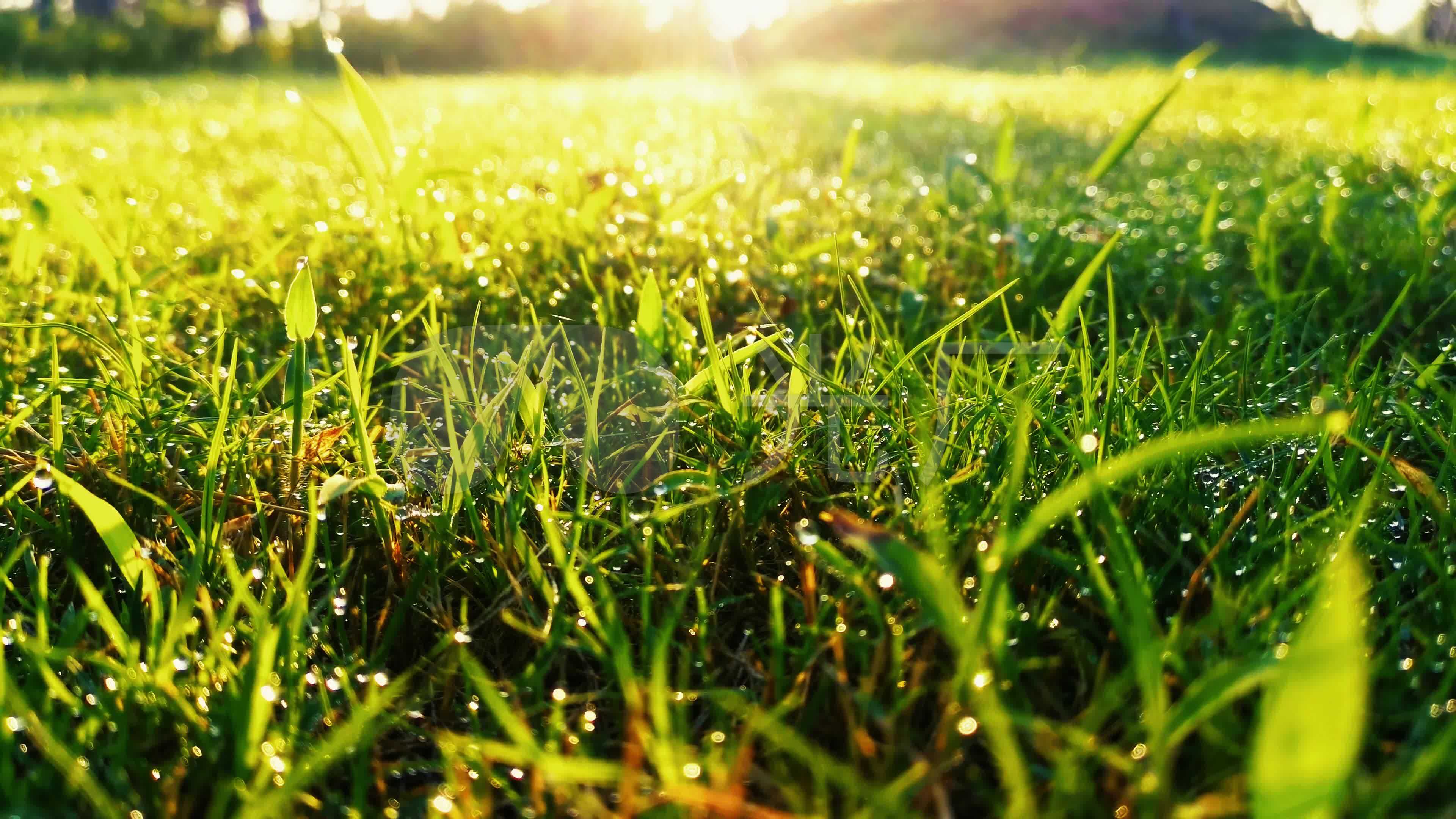 早晨阳光草地水珠_3840x2160_高清视频素材下载(编号:4952888)_实拍
