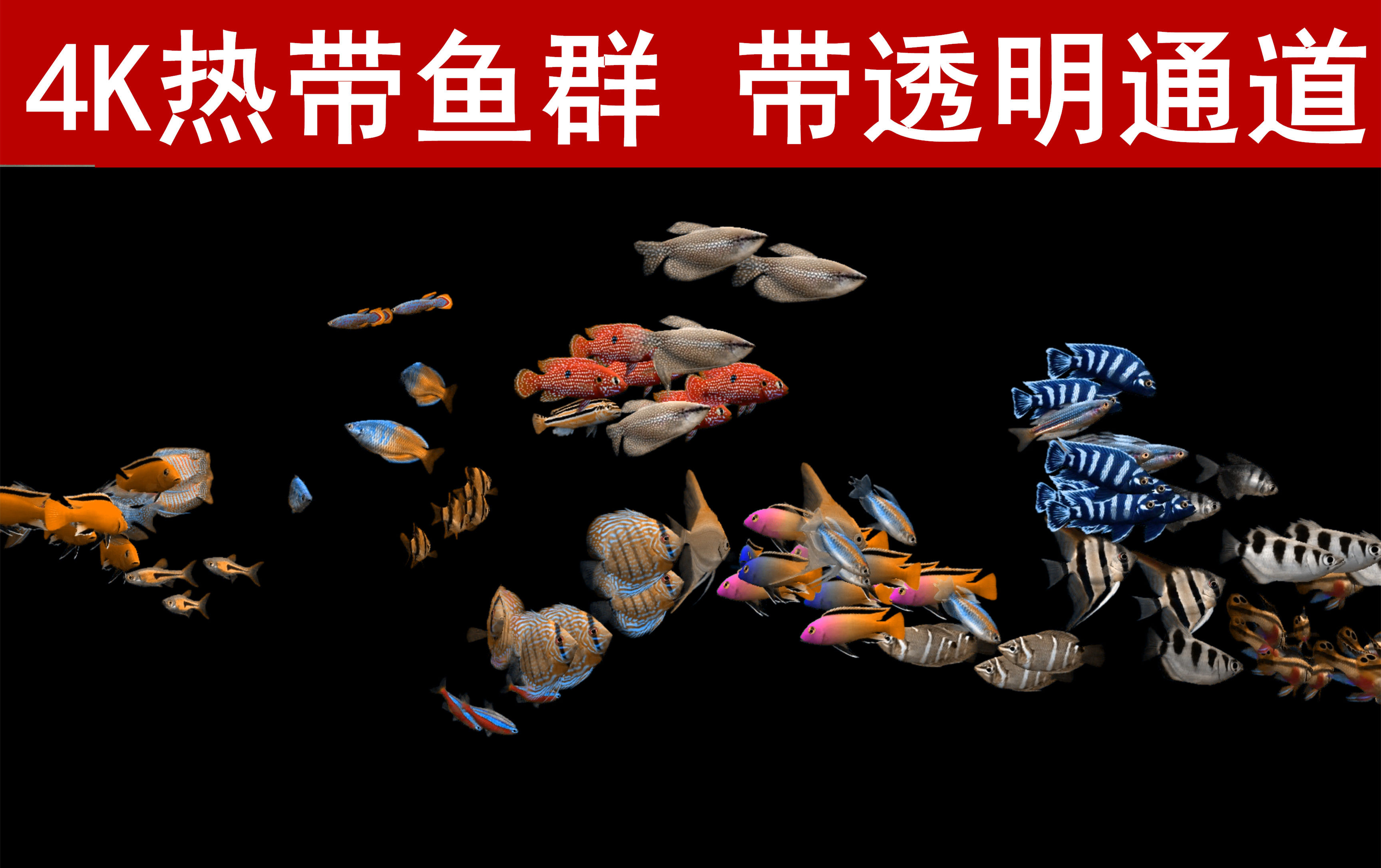 4k热带鱼群透明通道小鱼游来游去