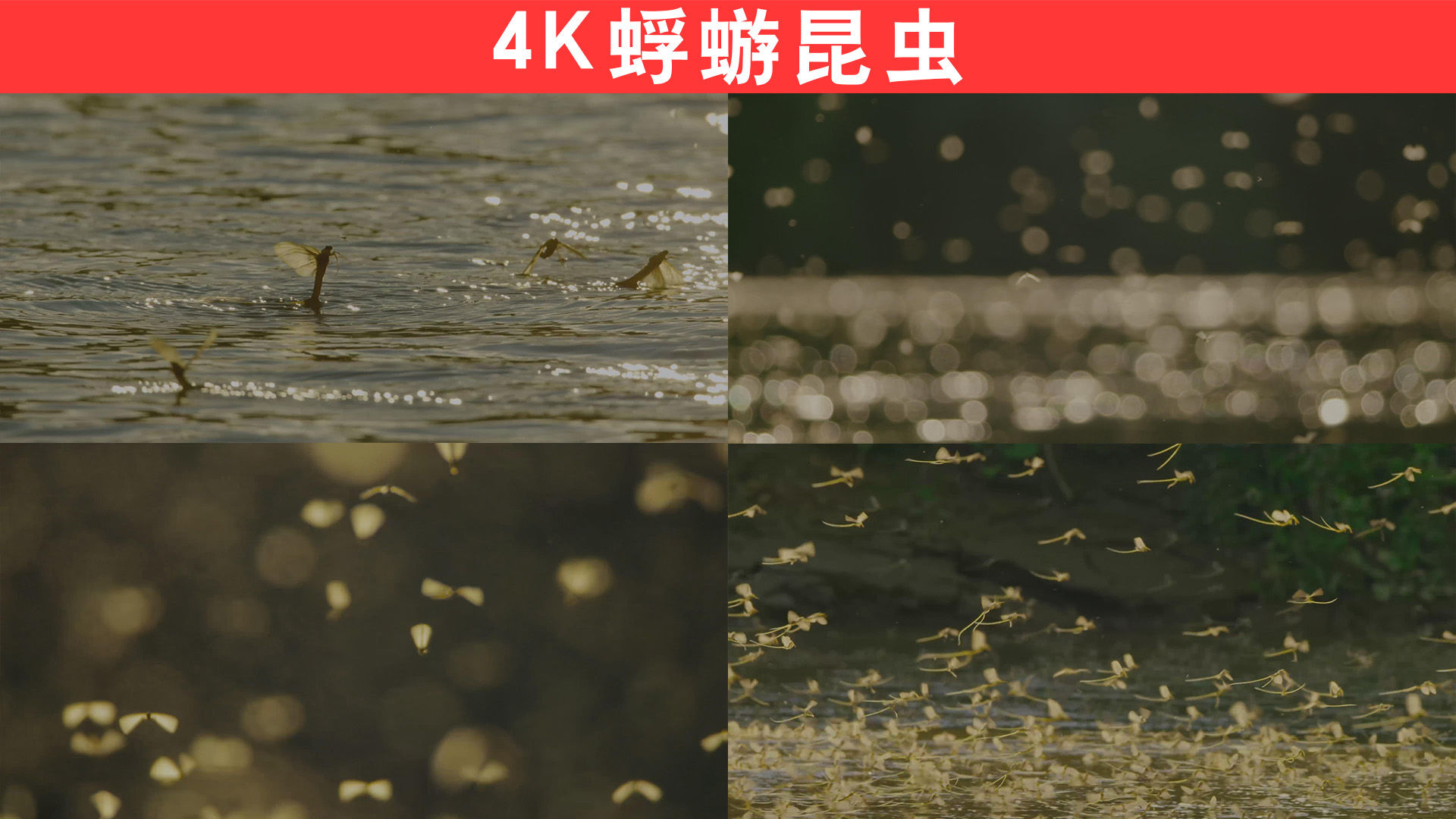 4k蜉蝣昆虫