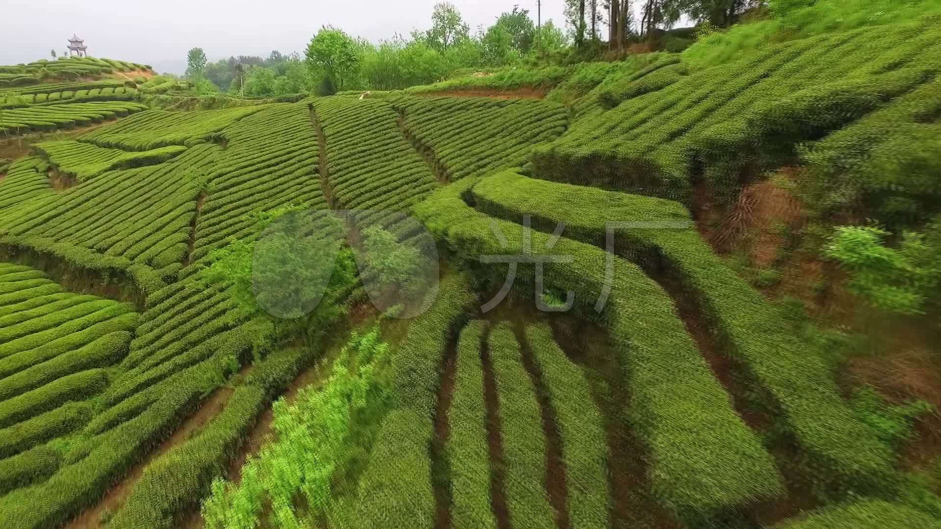 安康紫阳茶园航拍