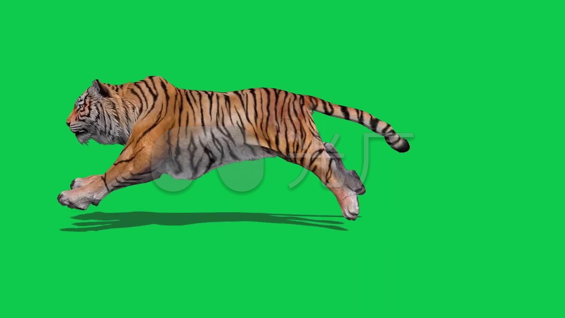 老虎奔跑绿屏动画