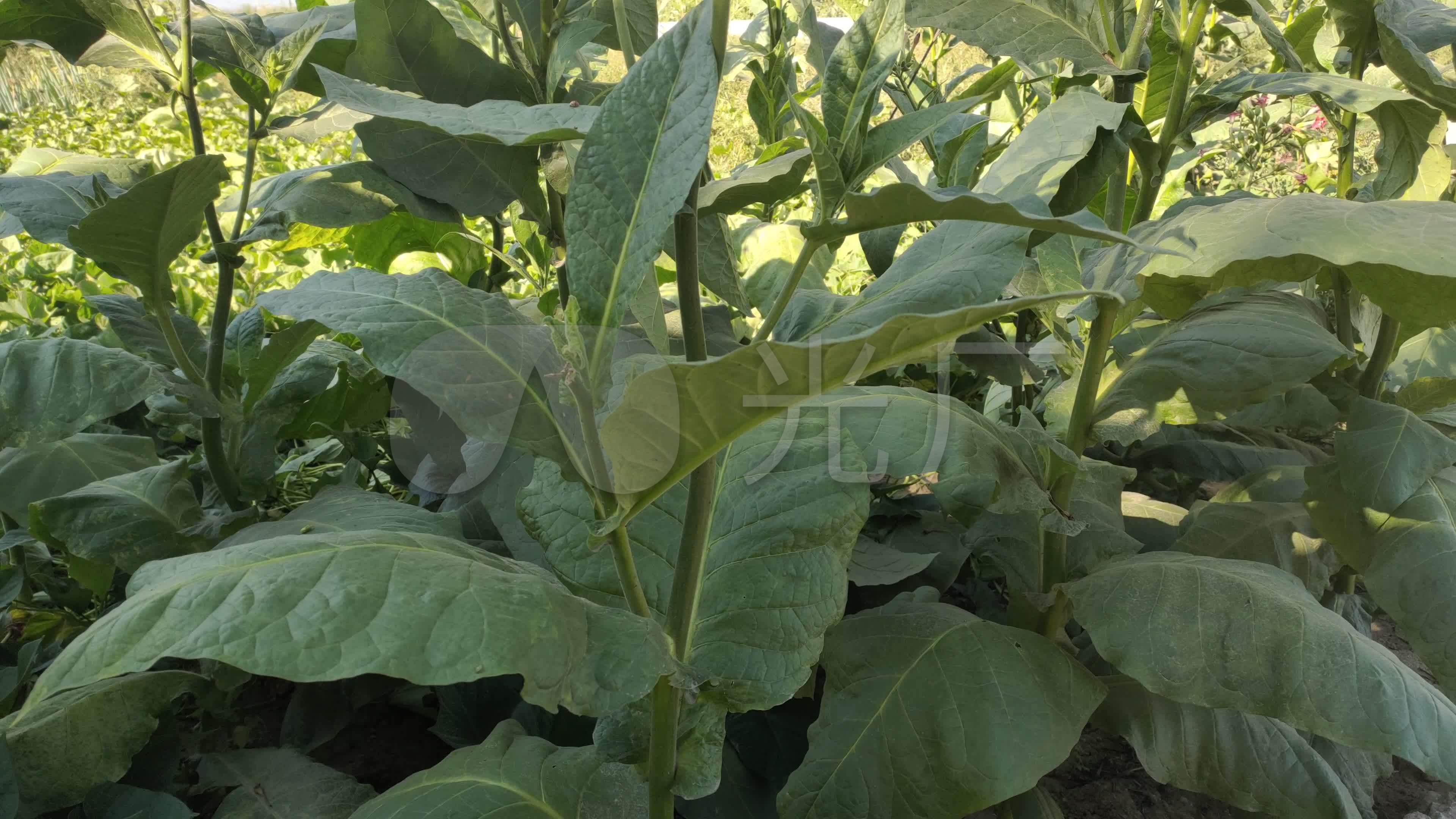 烟草烟叶植物小兰花旱烟_3840x2160_高清视频素材下载