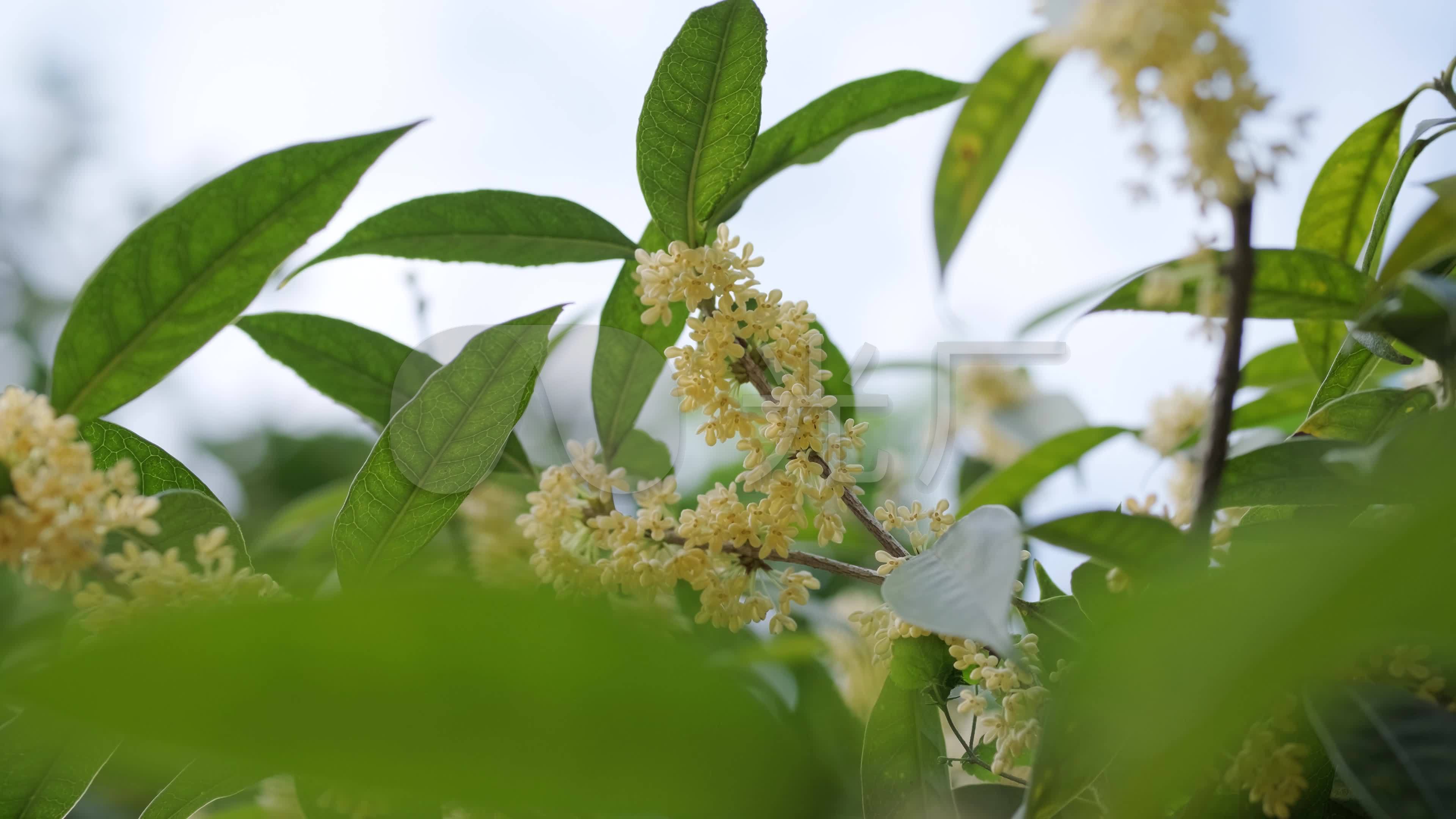 【原创】桂花4k特写唯美空镜头_3840x2160_高清视频