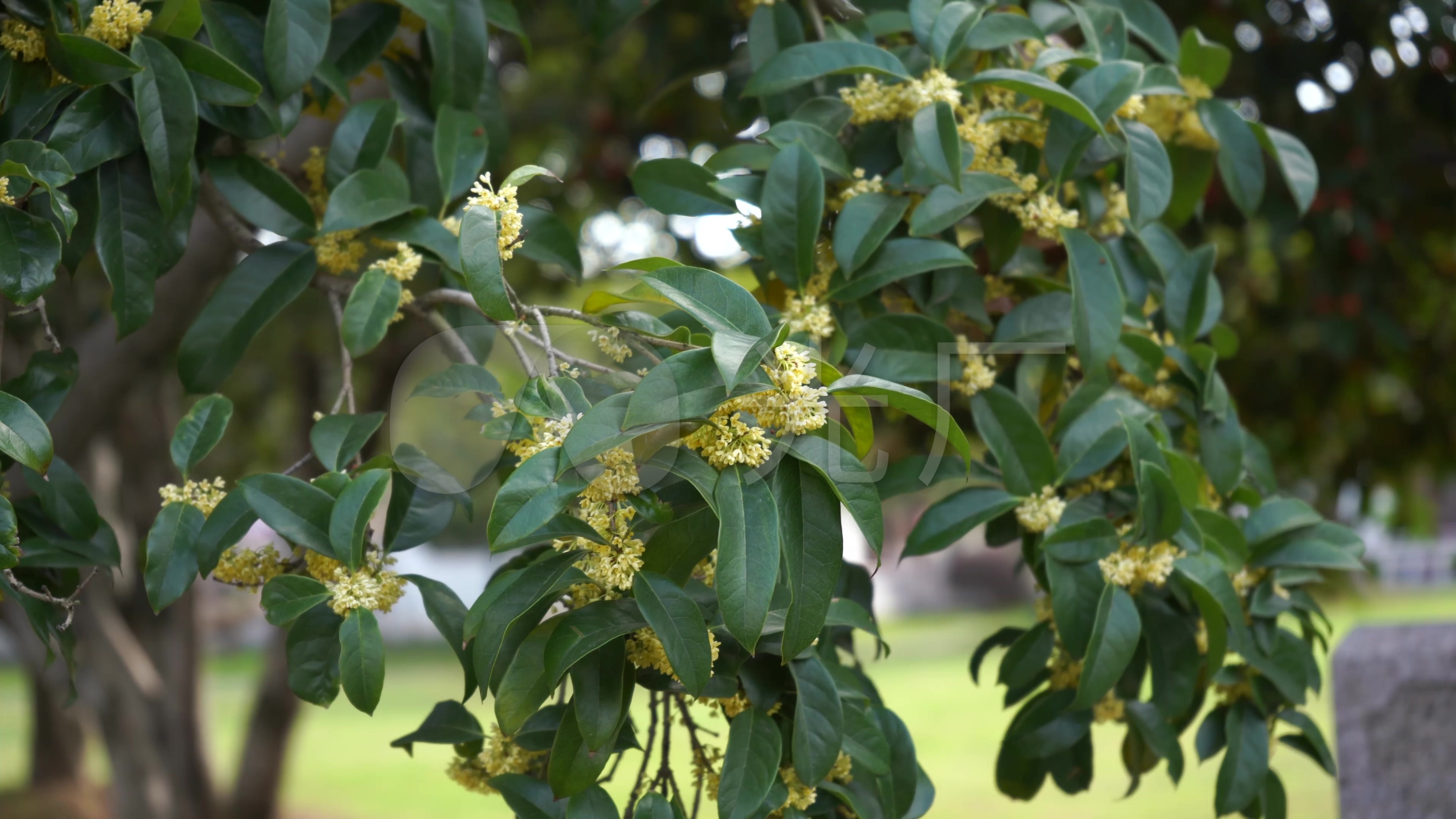 桂花树素材桂花香4k桂花素材_3840x2160_高清视频素材