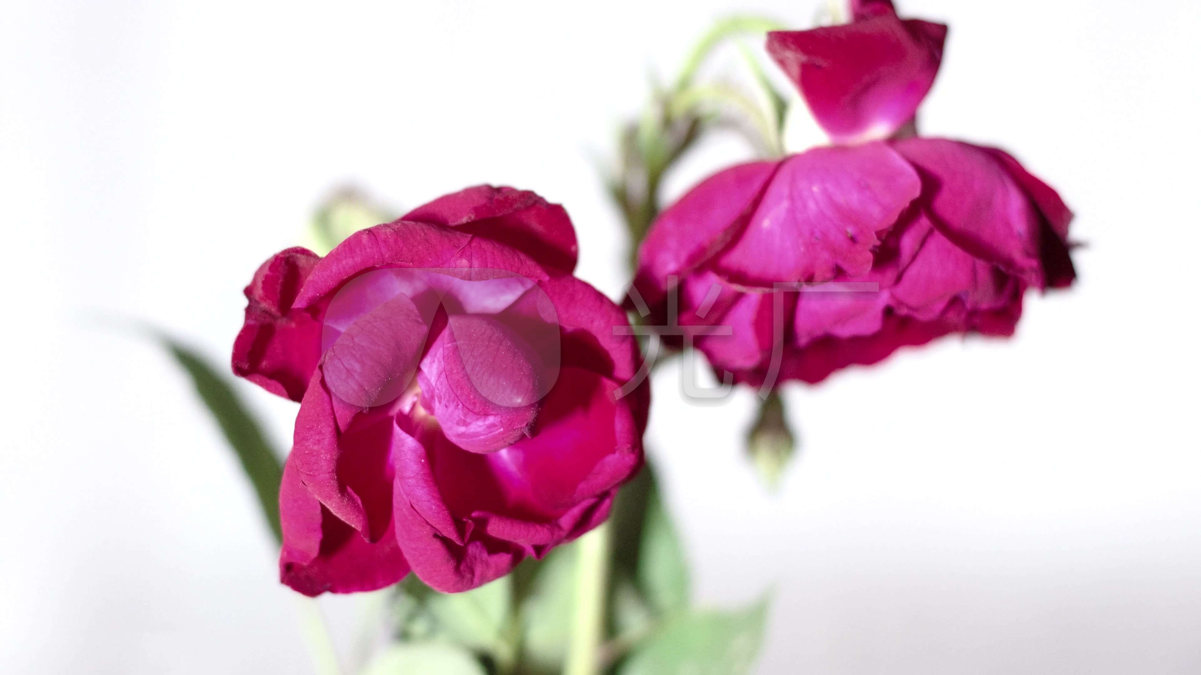 玫瑰花枯萎凋零丨4k丨延时摄影_3840x2160_高清视频