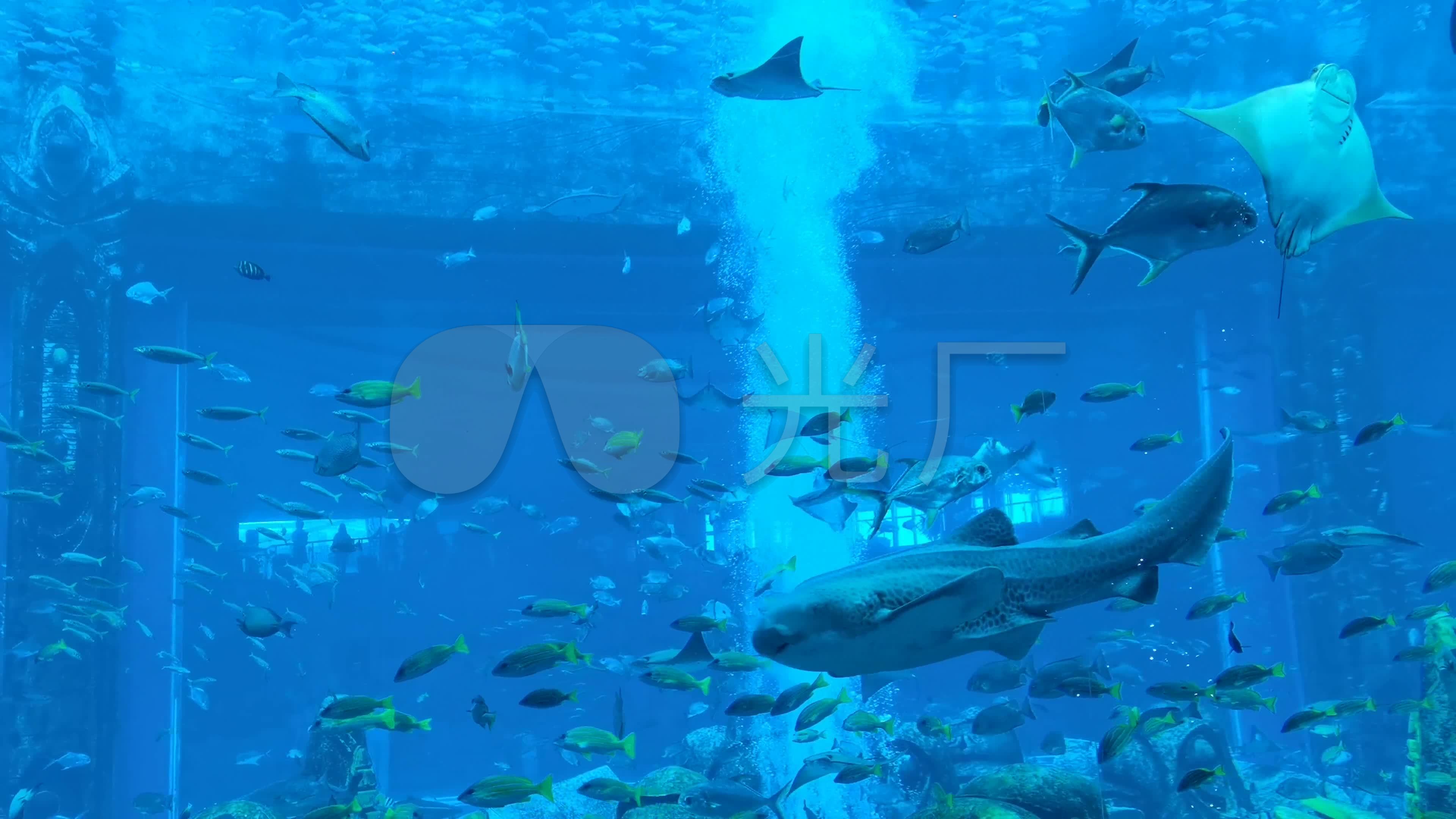 水族馆08_3840x2160_高清视频素材下载(编号:5044681)