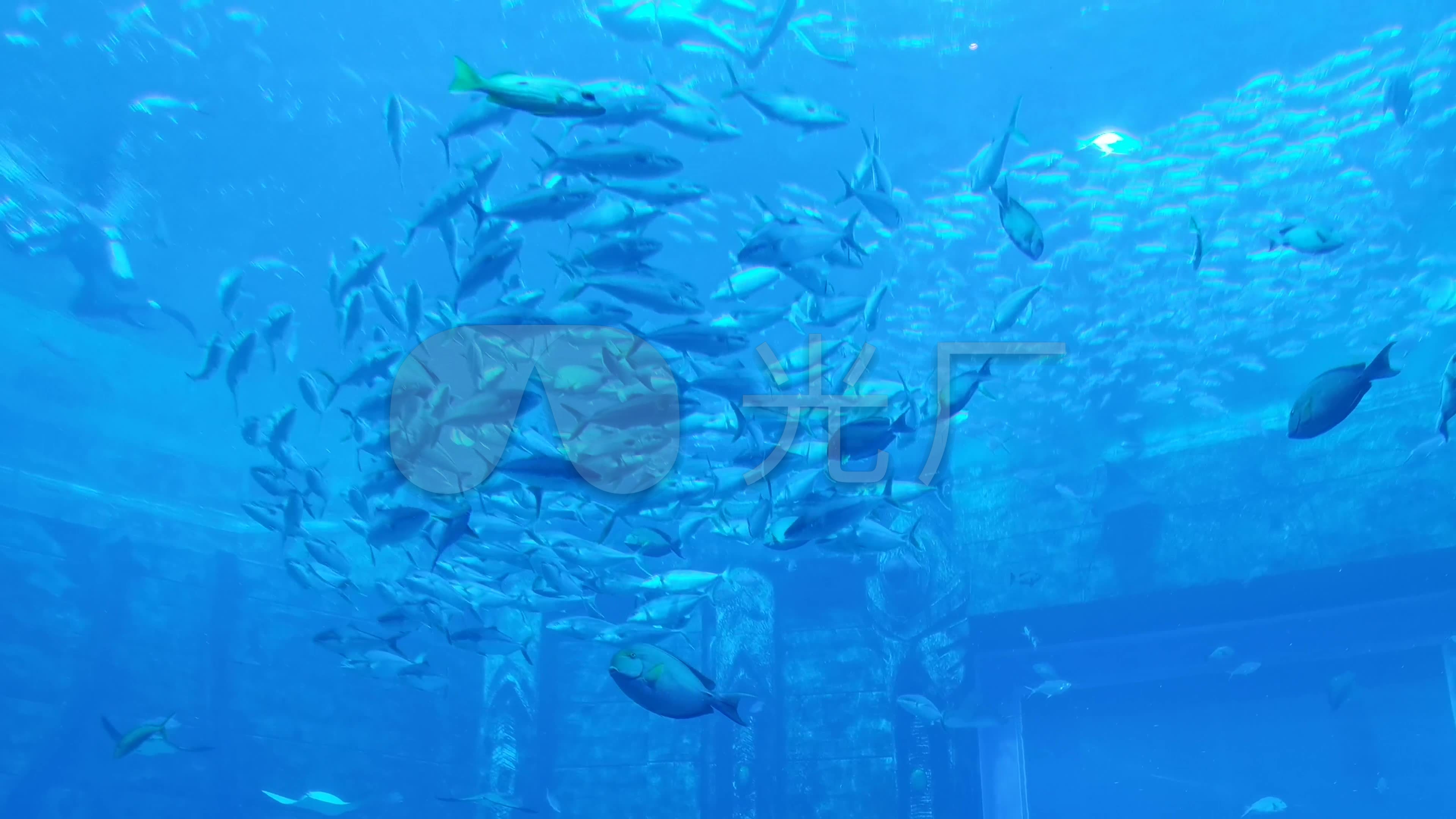 水族馆08_3840x2160_高清视频素材下载(编号:5044681)