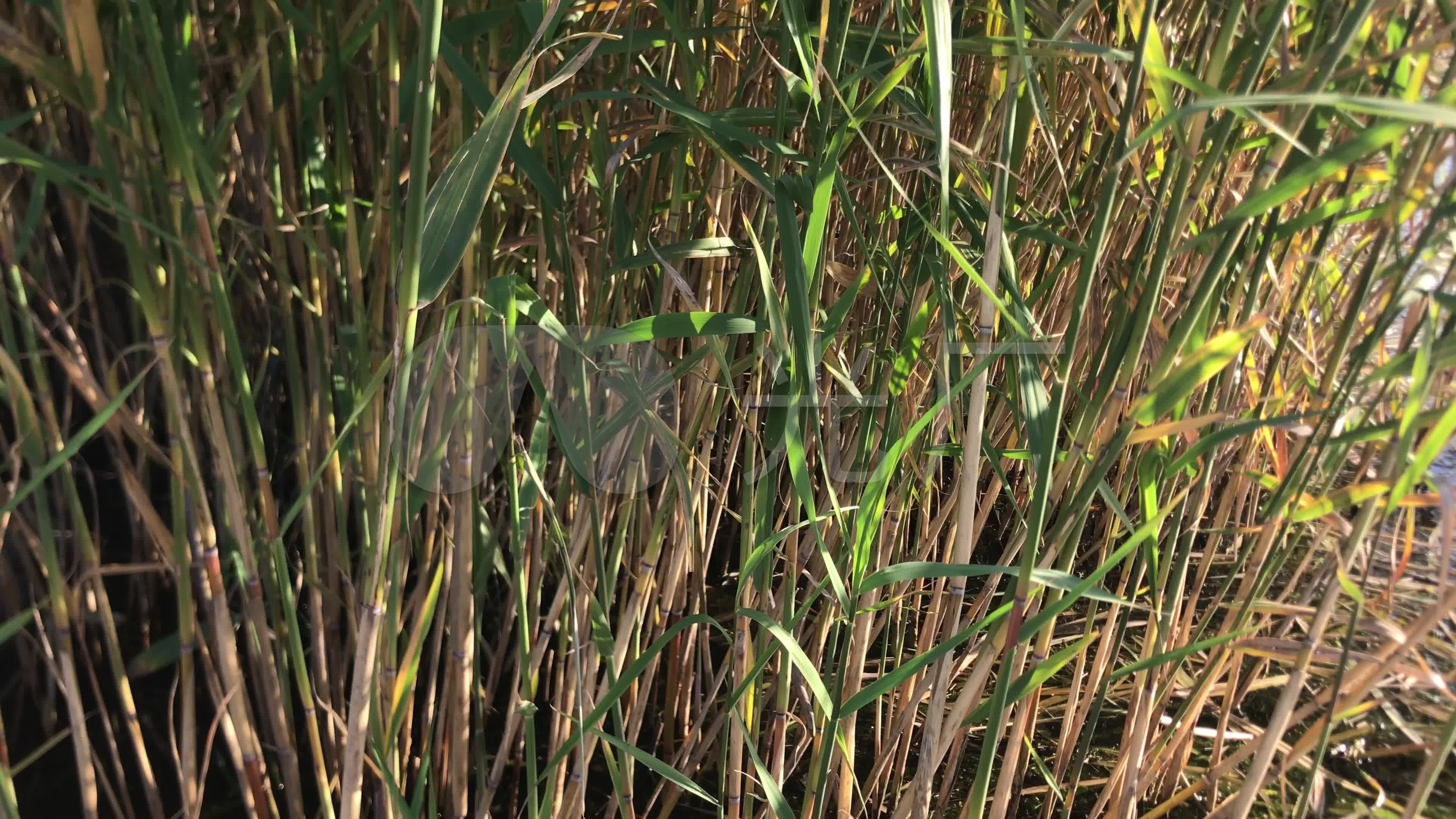 4k池塘水草芦苇芦苇杆实拍视_3840x2160_高清视频素材