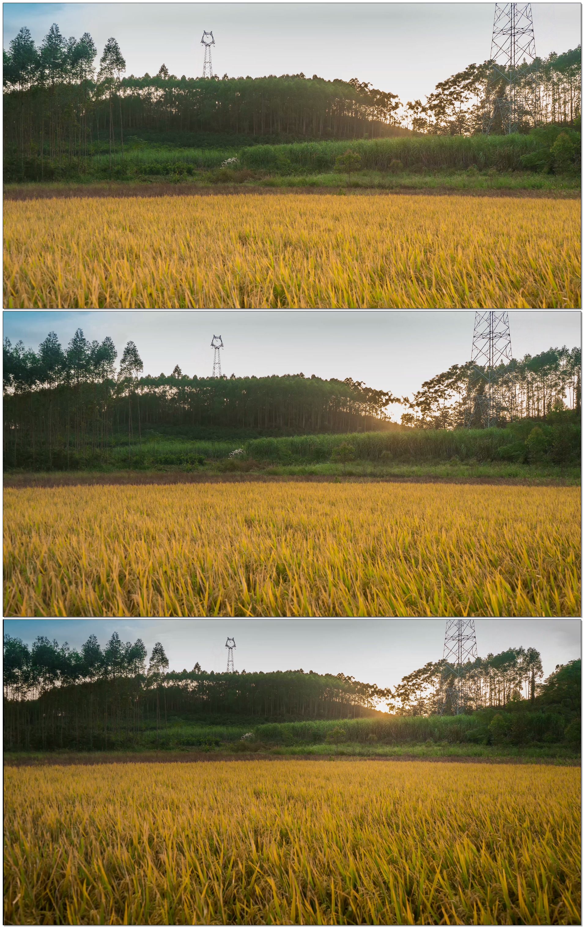夕阳下秋天的稻田金黄色延时摄影_4096x2160_高清视频素材下载(编号