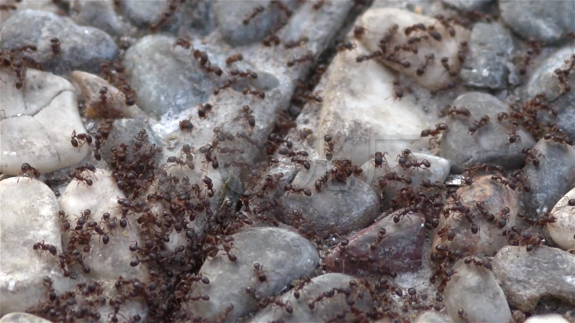 地面一群蚂蚁