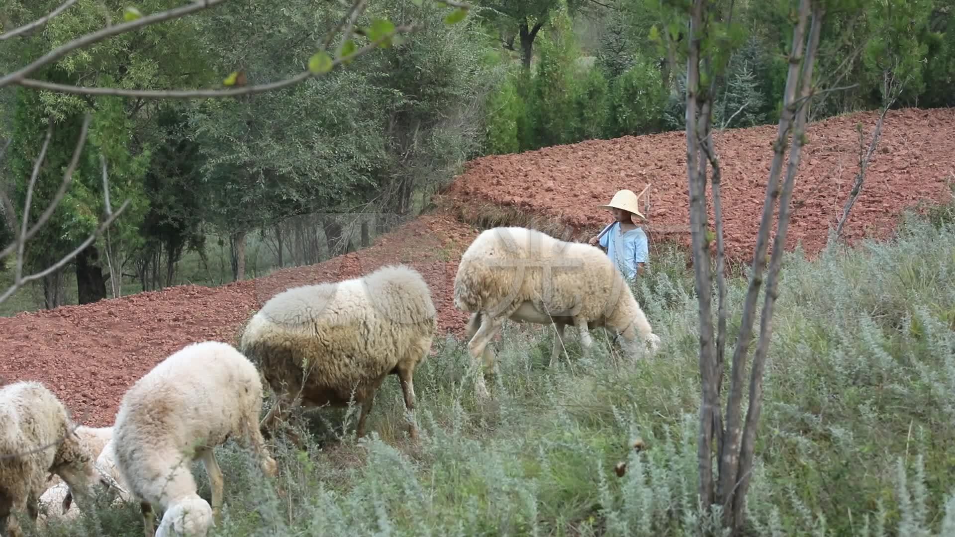 小孩山上放羊实拍素材_1920x1080_高清视频素材下载