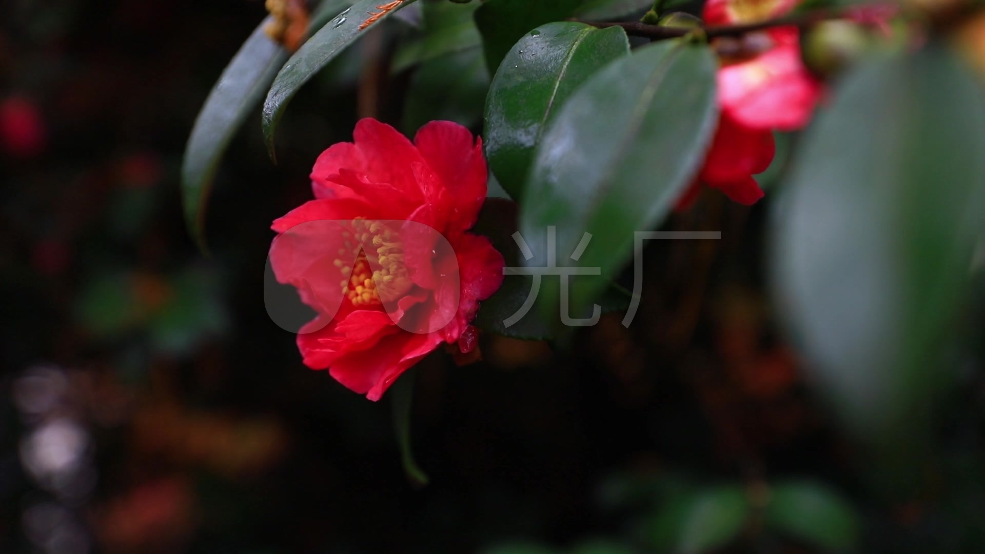 山茶花茶花红色山茶花