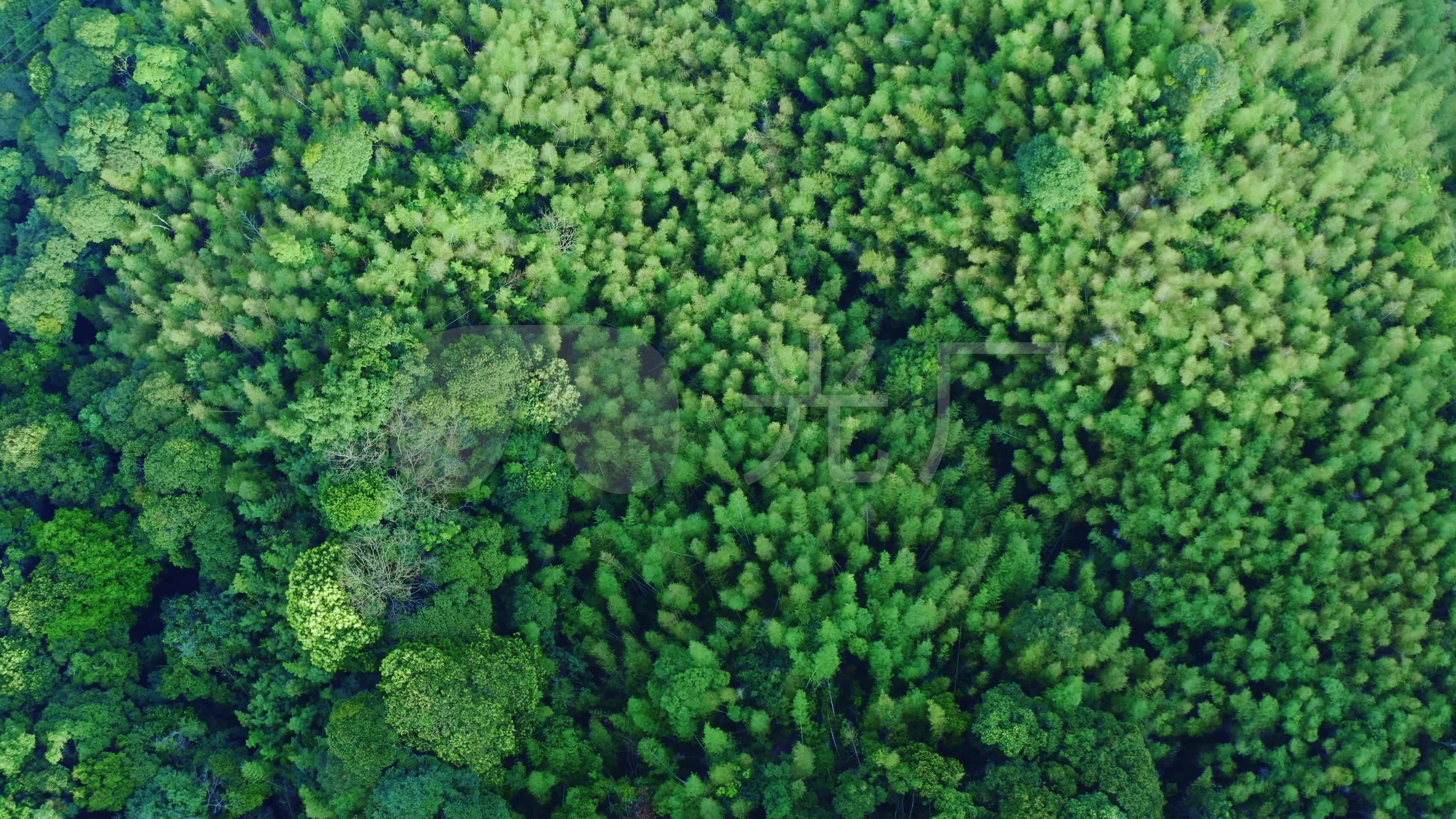 4k高清航拍实拍-俯拍森林镜头_3840x2160_高清视频素材下载(编号