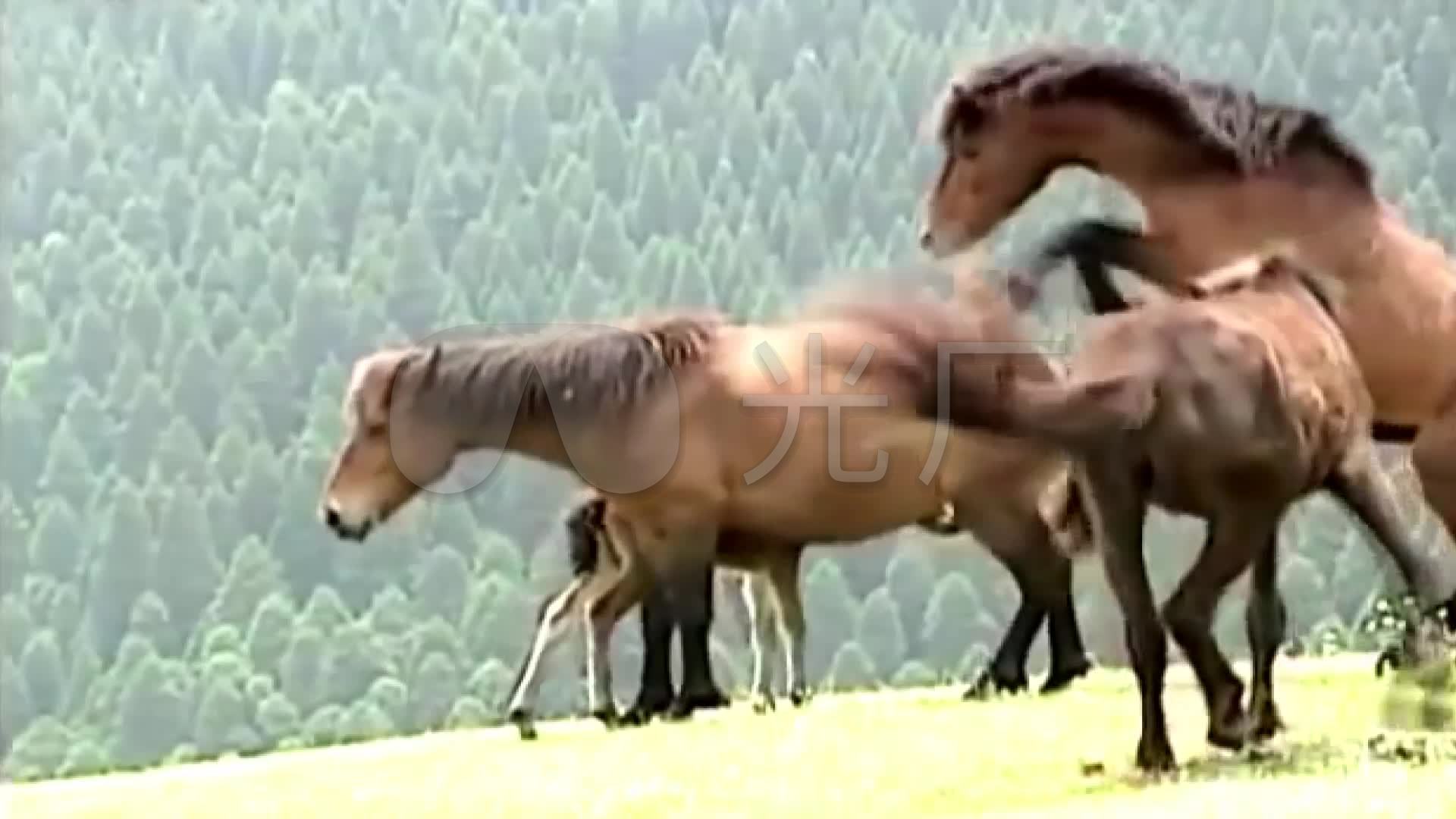 上世纪养马岛马匹交配发情母马_1920x1080_高清视频素材下载(编号