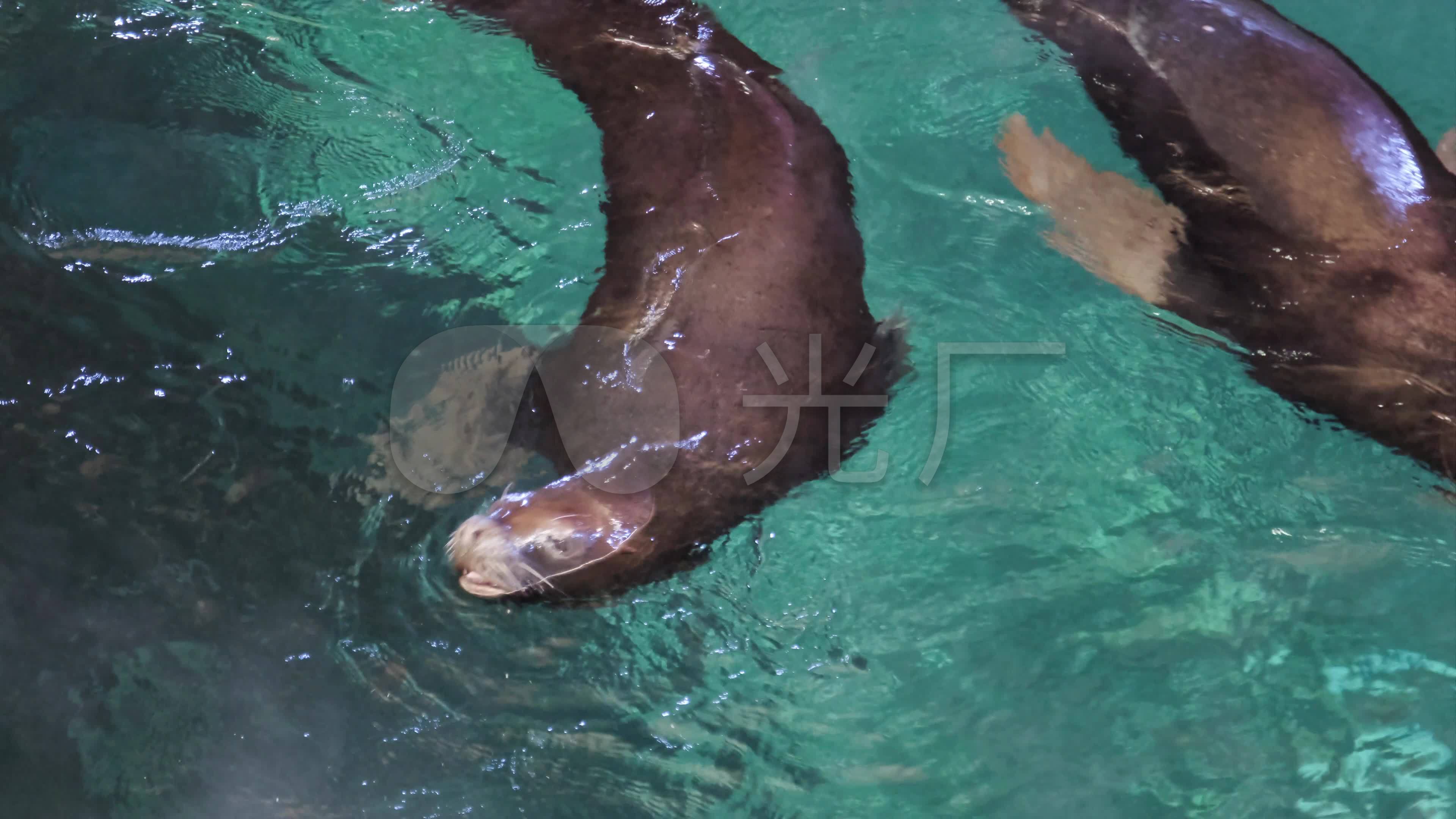 4k海狮自由自在的游泳