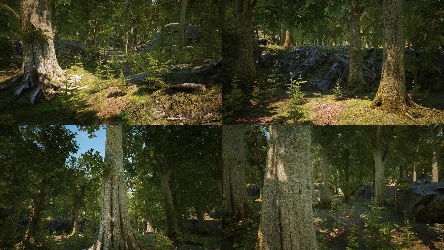 4k60帧原始森林_3840x2160_高清视频素材下载(编号:)