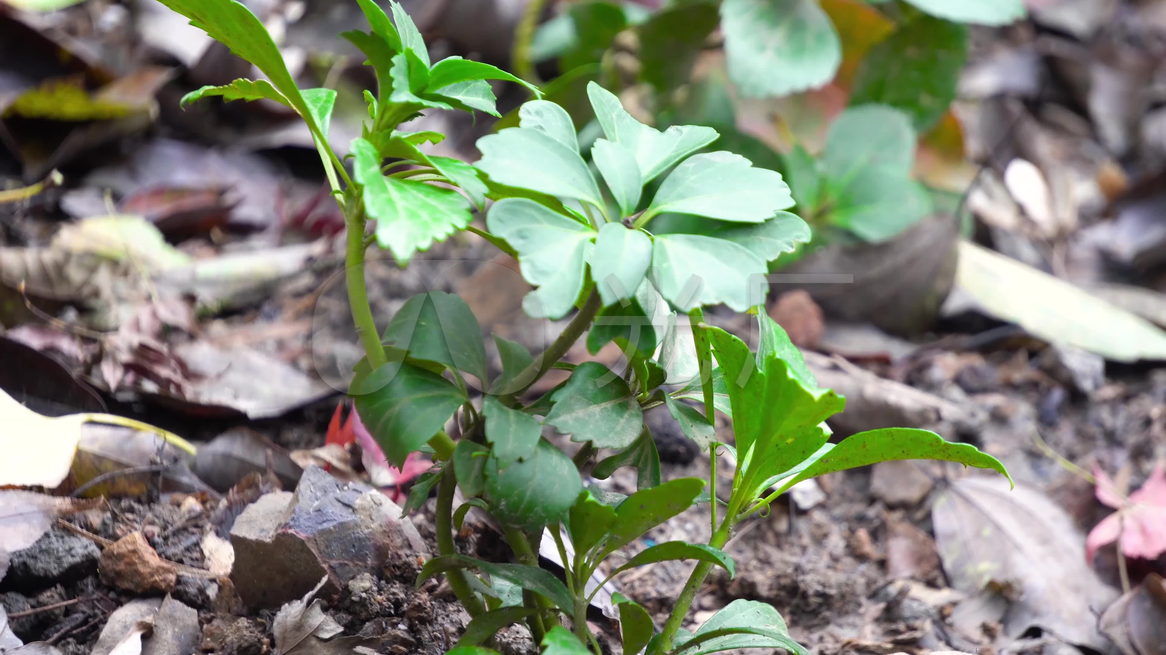本草中医药顶花板凳果_3840x2160_高清视频素材下载