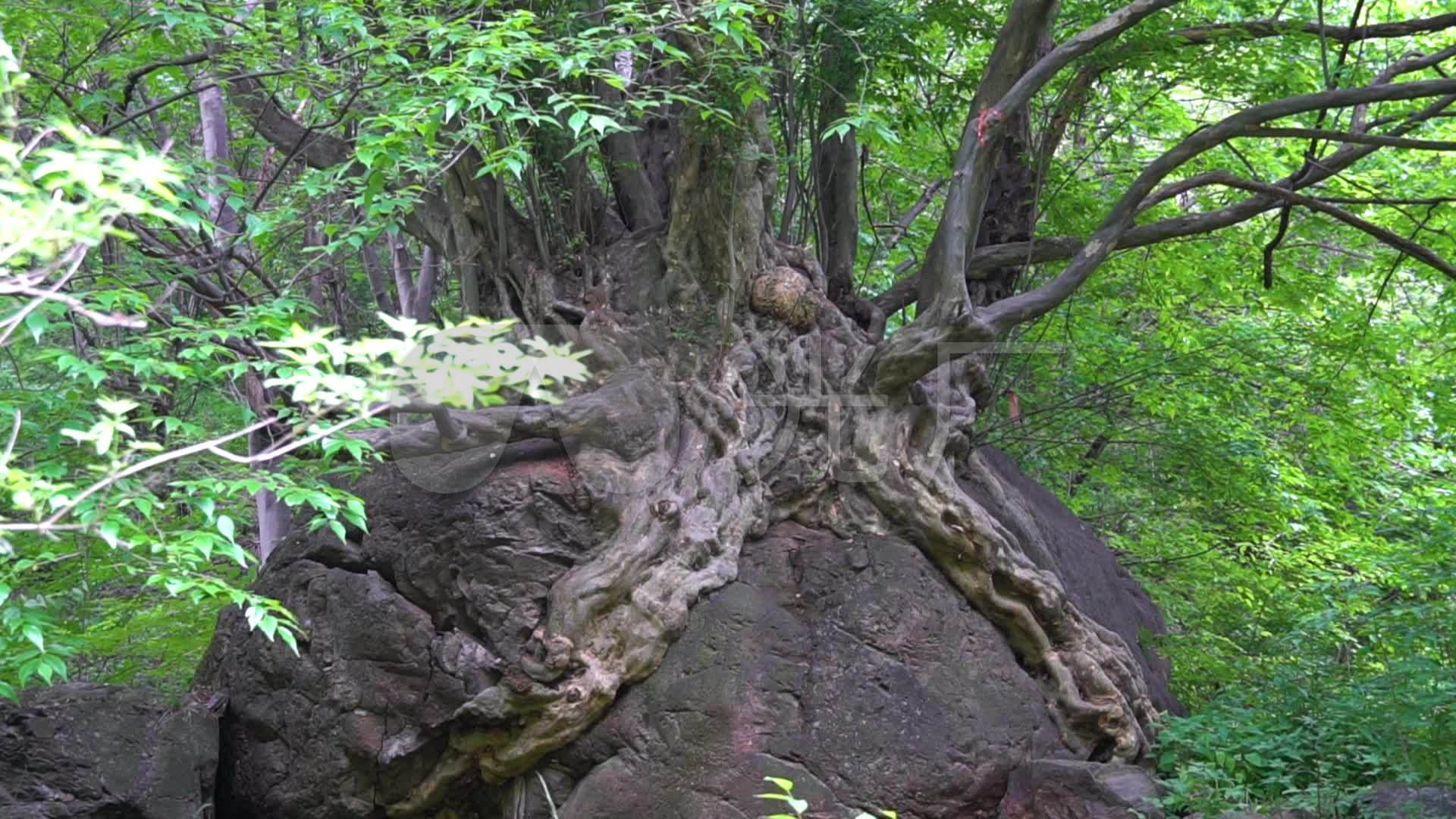 抱石盆景