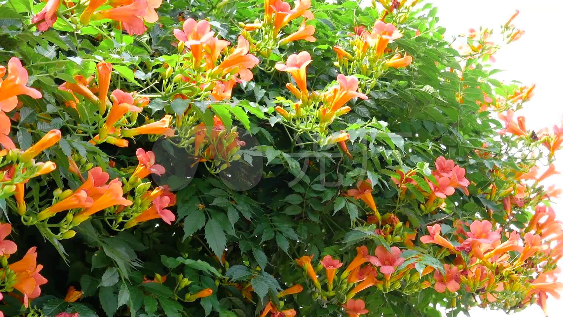 凌霄花,鲜花盛开b_1920x1080_高清视频素材下载(编号