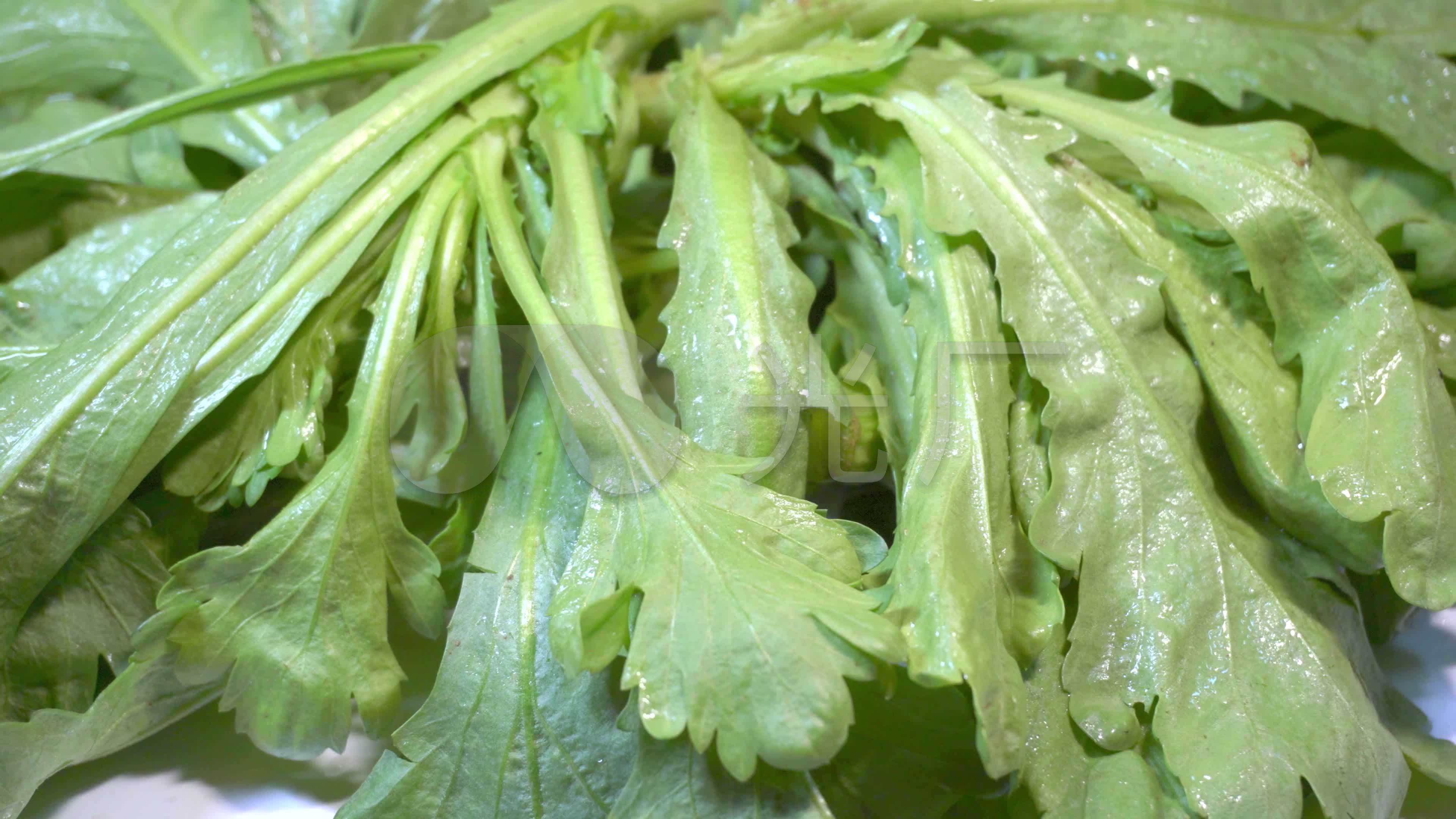 【4k】茼蒿,菊花菜_3840x2160_高清视频素材下载(编号