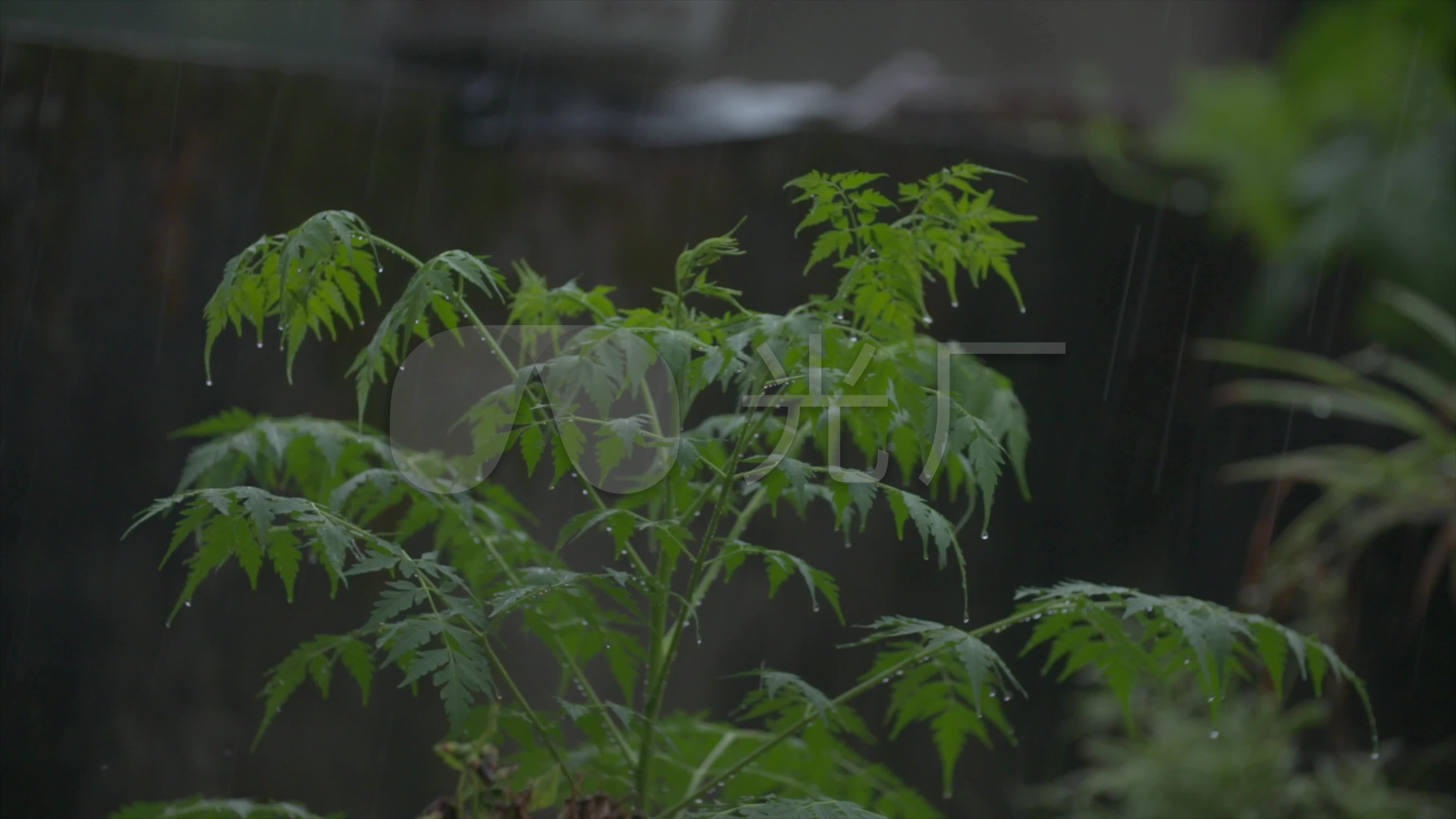 下雨唯美实拍视频素材