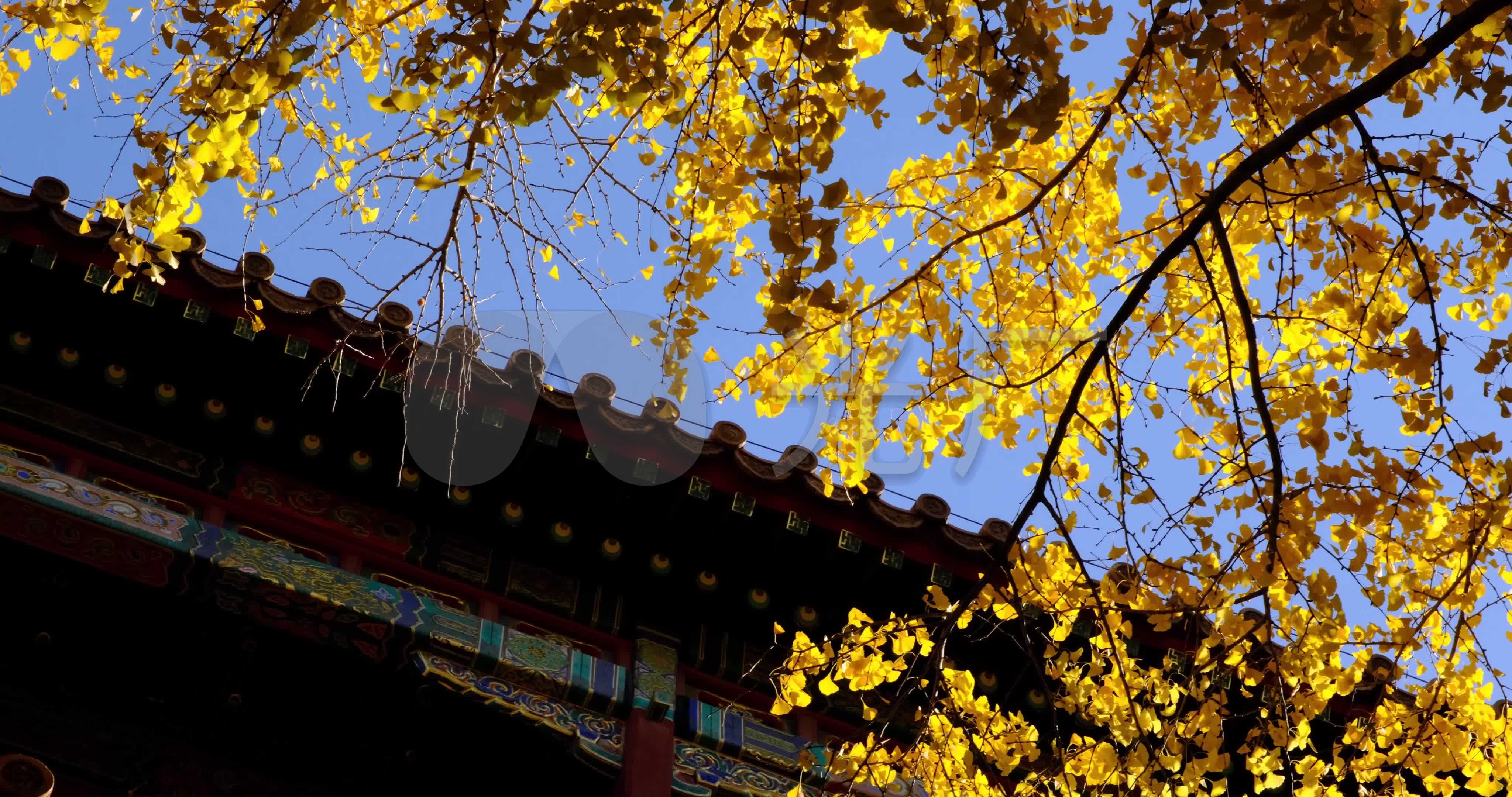 4k北京故宫紫禁城秋天银杏树林_4096x2160_高清视频素材下载(编号