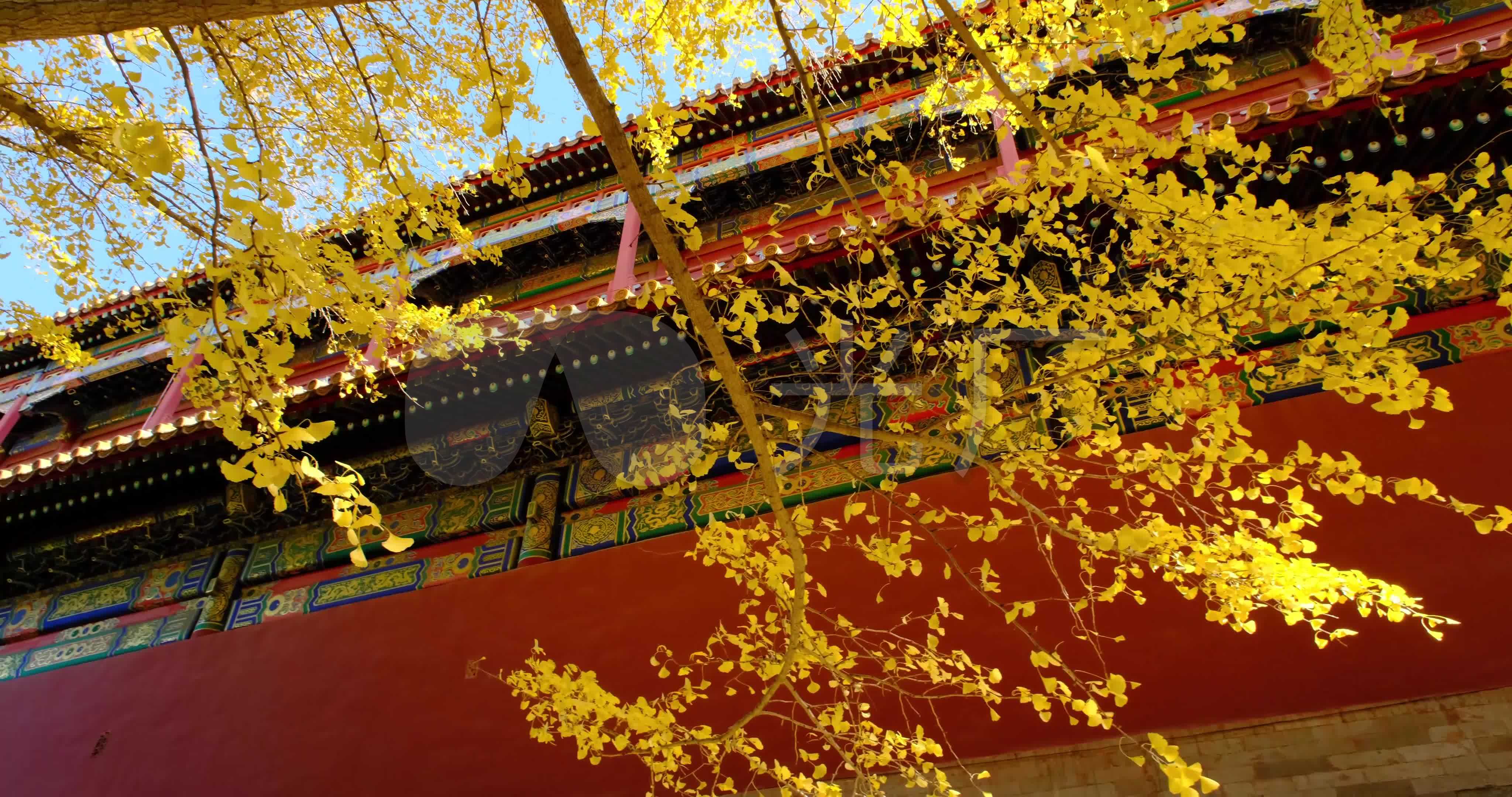 4k北京故宫紫禁城秋天银杏树林_4096x2160_高清视频素材下载(编号