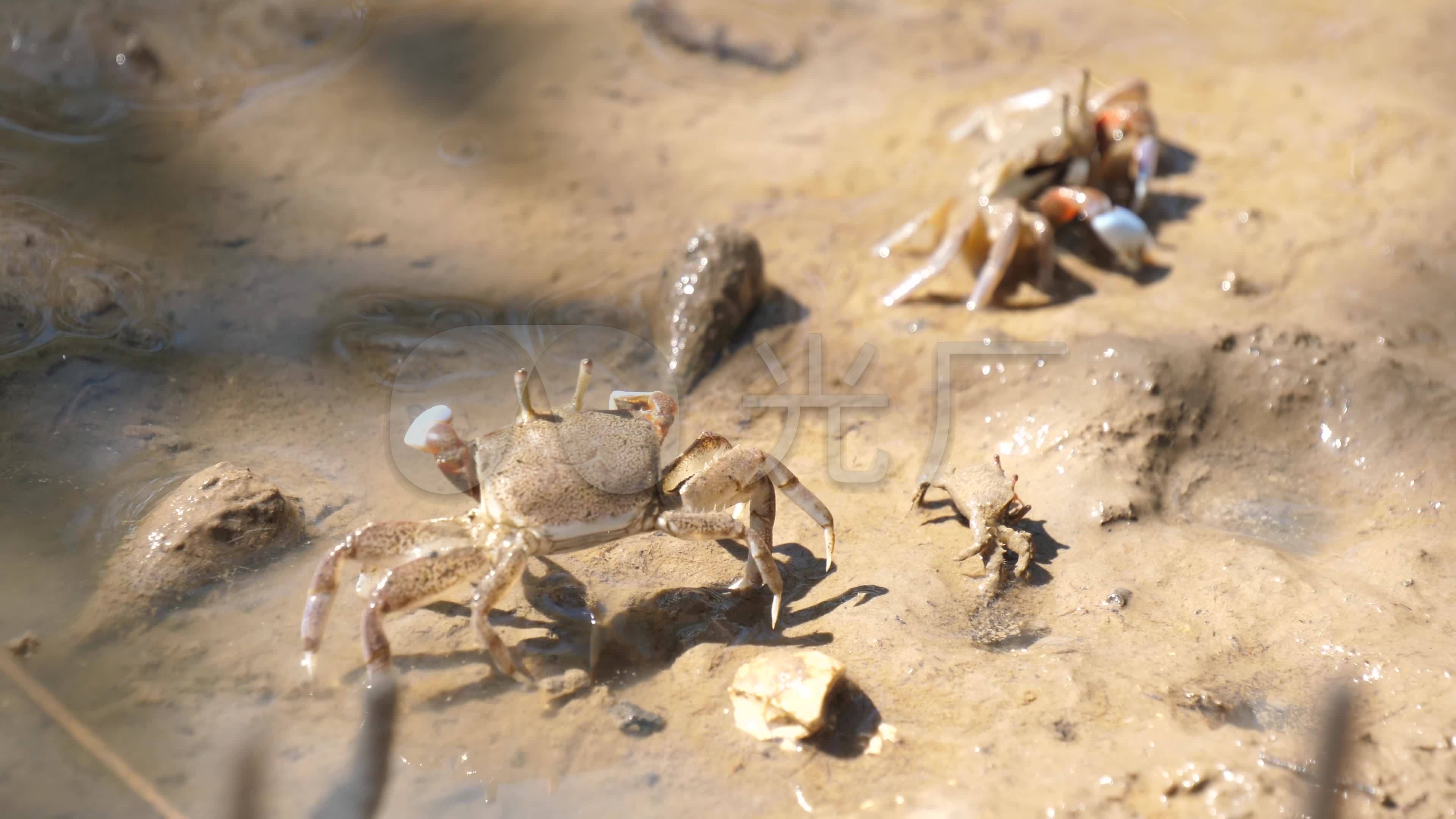 海边螃蟹_3840x2160_高清视频素材下载(编号:5339294)_实拍视频_vj师