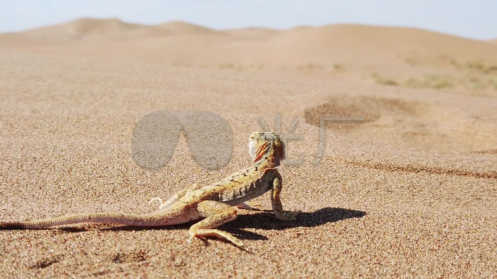 沙漠动物沙蜥蜴_1920x1080_高清视频素材下载(编号:5489249)_实拍视频