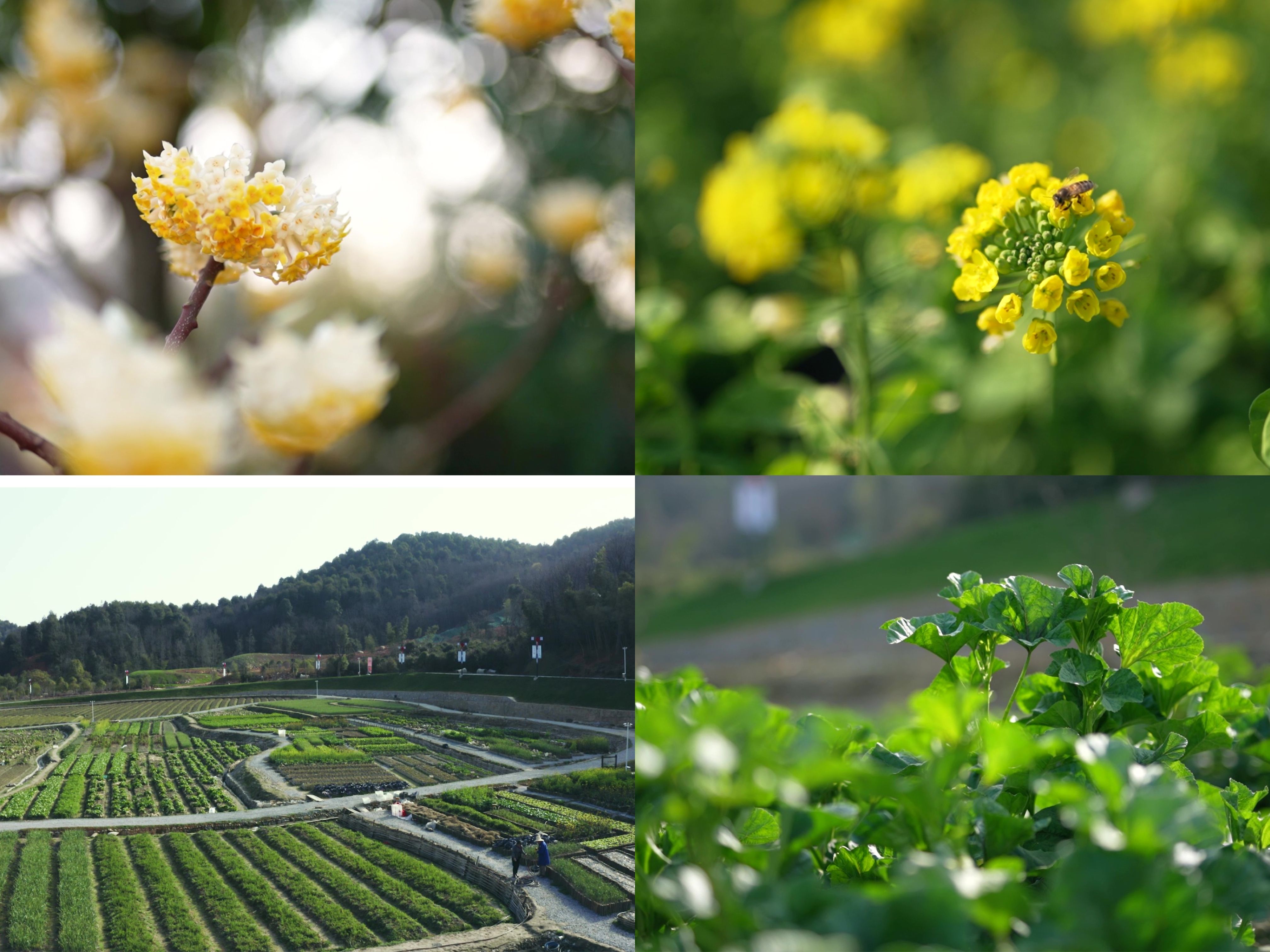 春天花朵万物复苏蜜蜂实拍田园