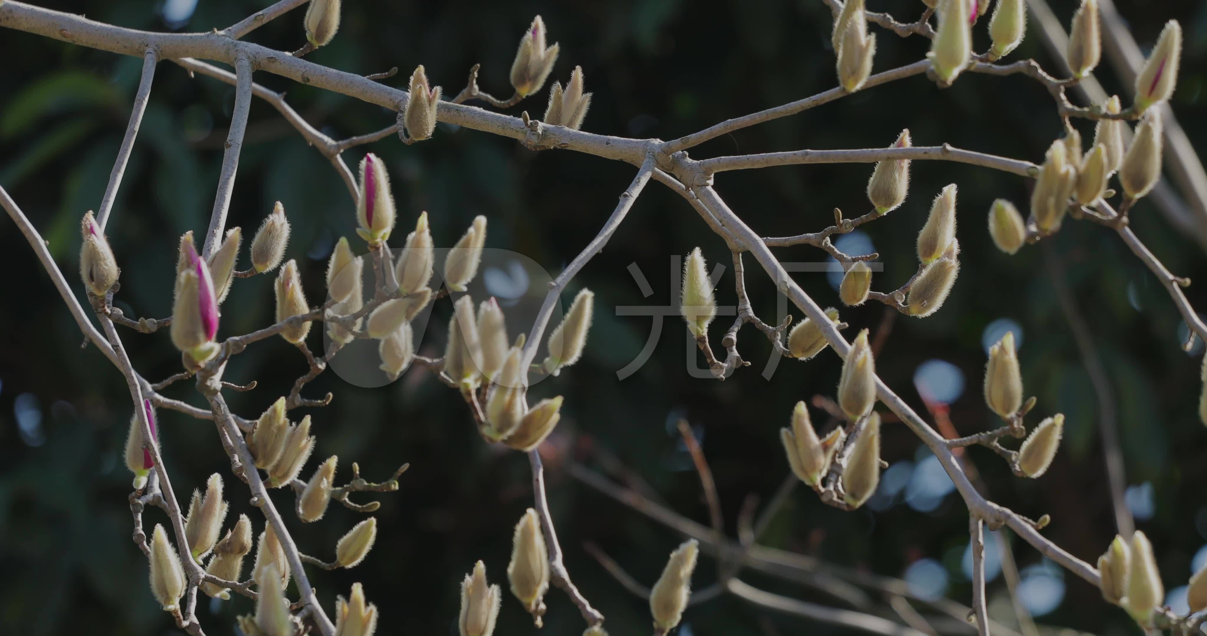 4k春季枝头广玉兰花苞02_4096x2160_高清视频素材下载(编号:5506236)