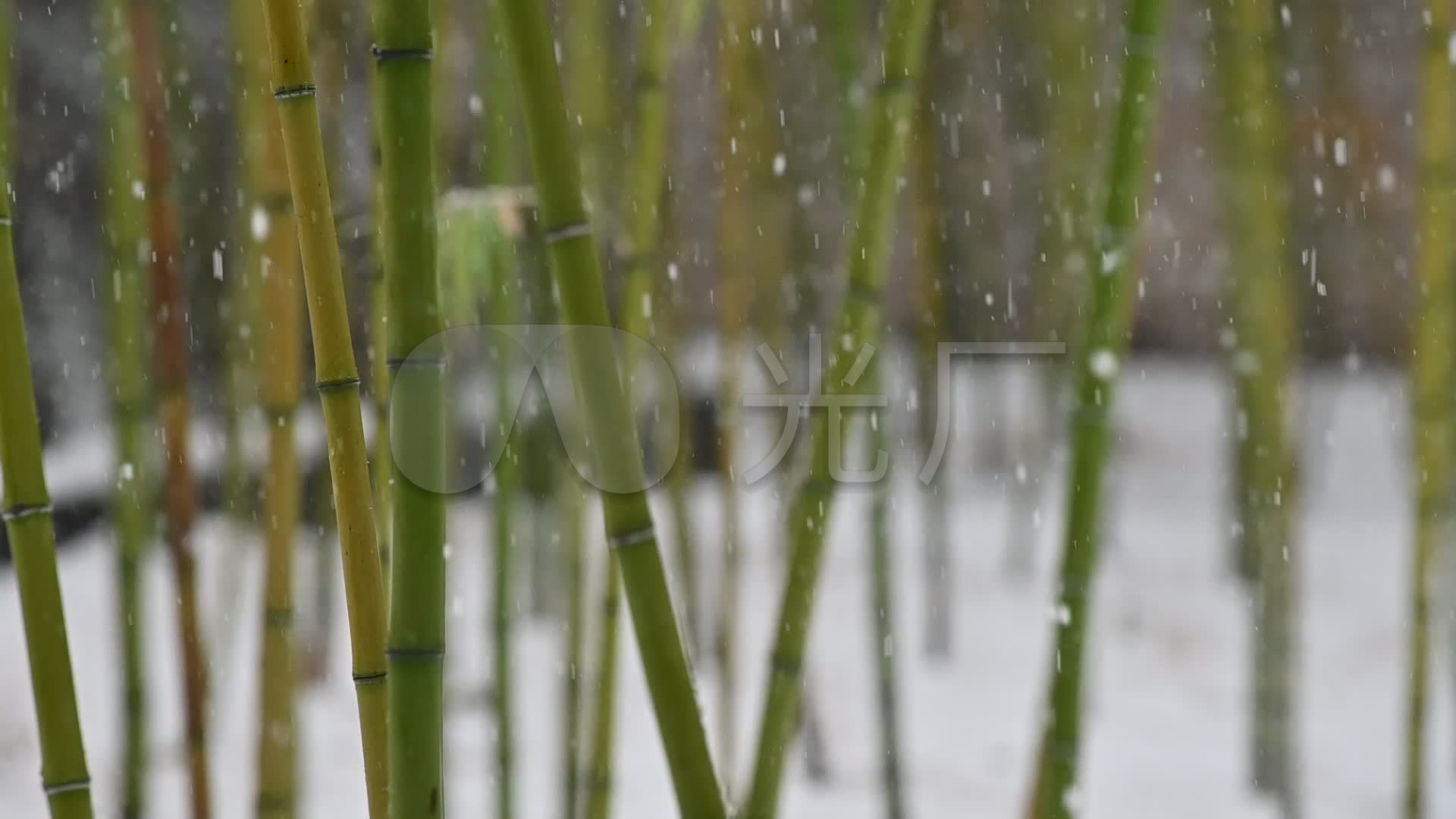 雪景中的竹子
