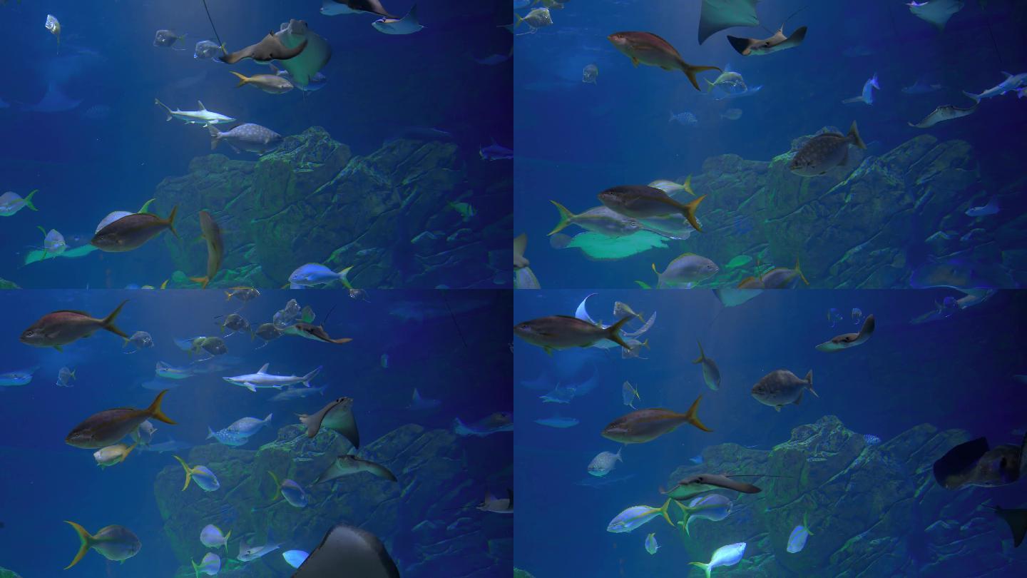 4k海洋馆屏保