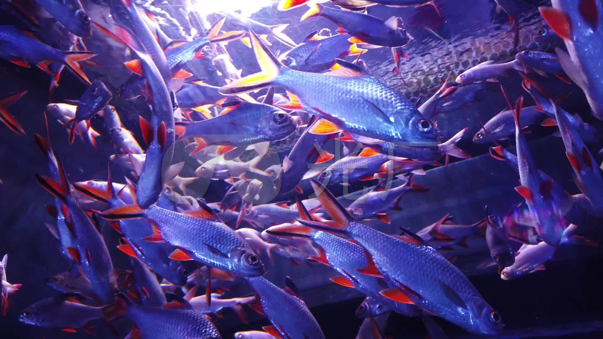 海滨城海洋馆鱼类高清素材
