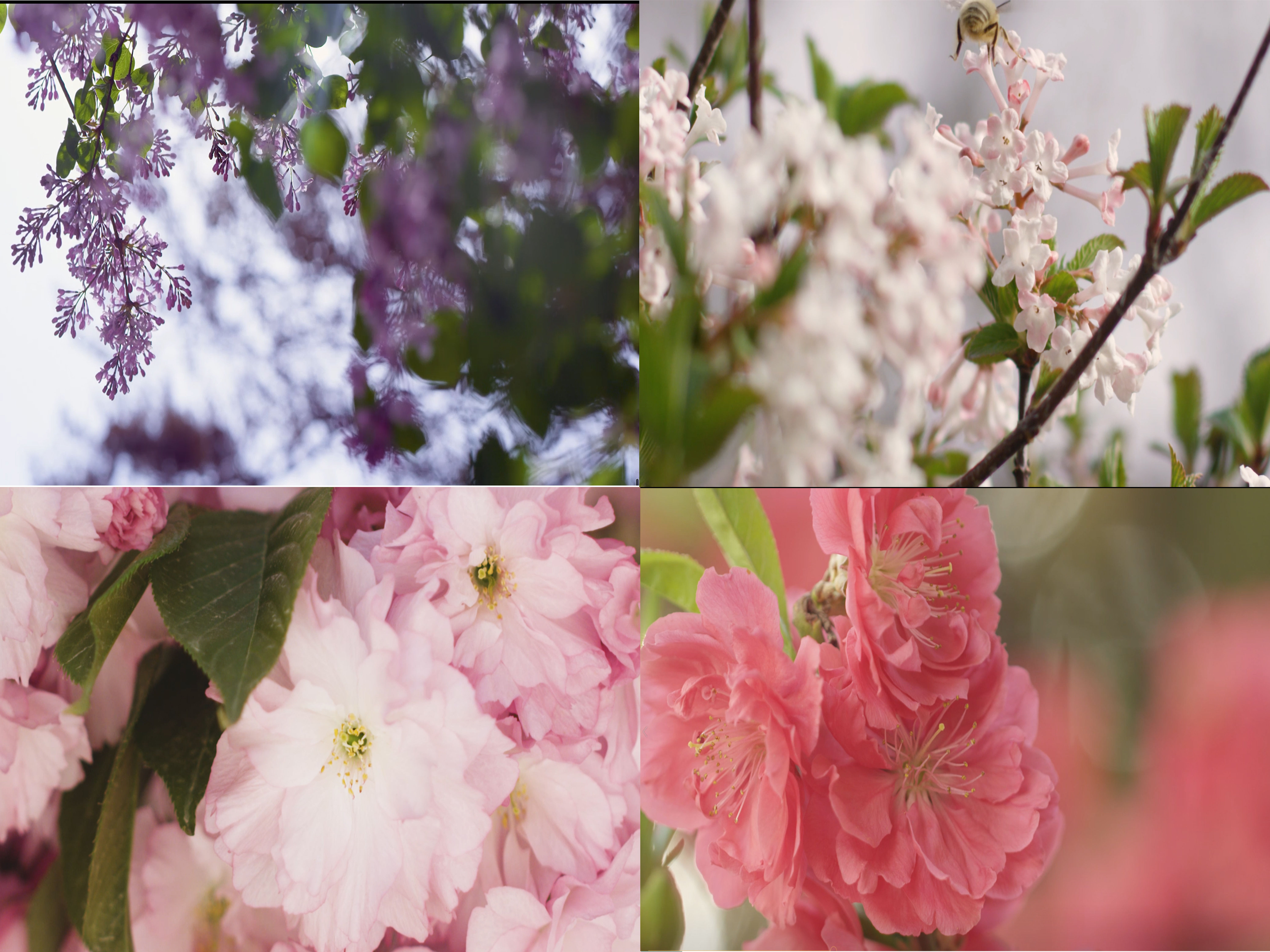 漂亮的花花丛花朵开花植物春暖花开美丽春天万物复苏花朵特写鲜花盛开