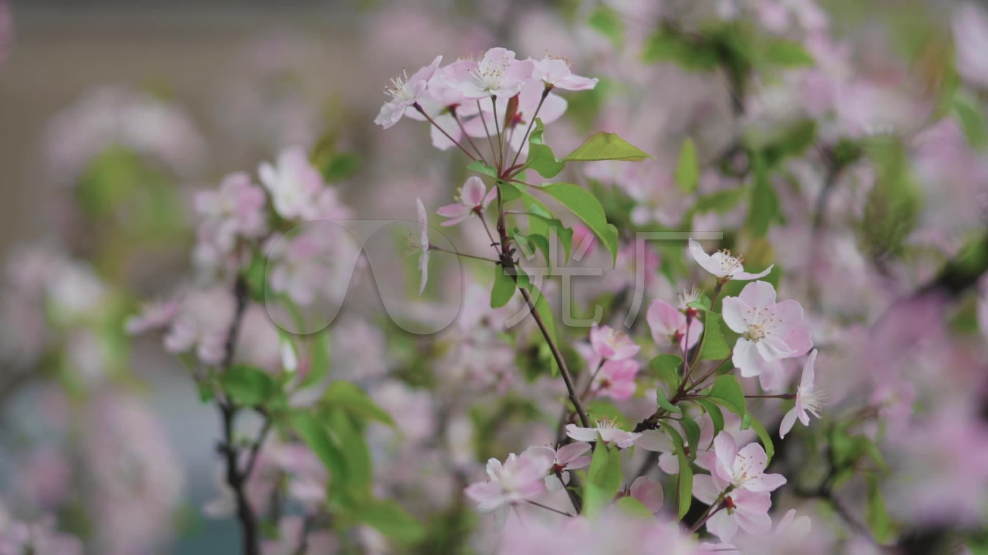 小清新春暖花开自然风光唯美鲜花花朵