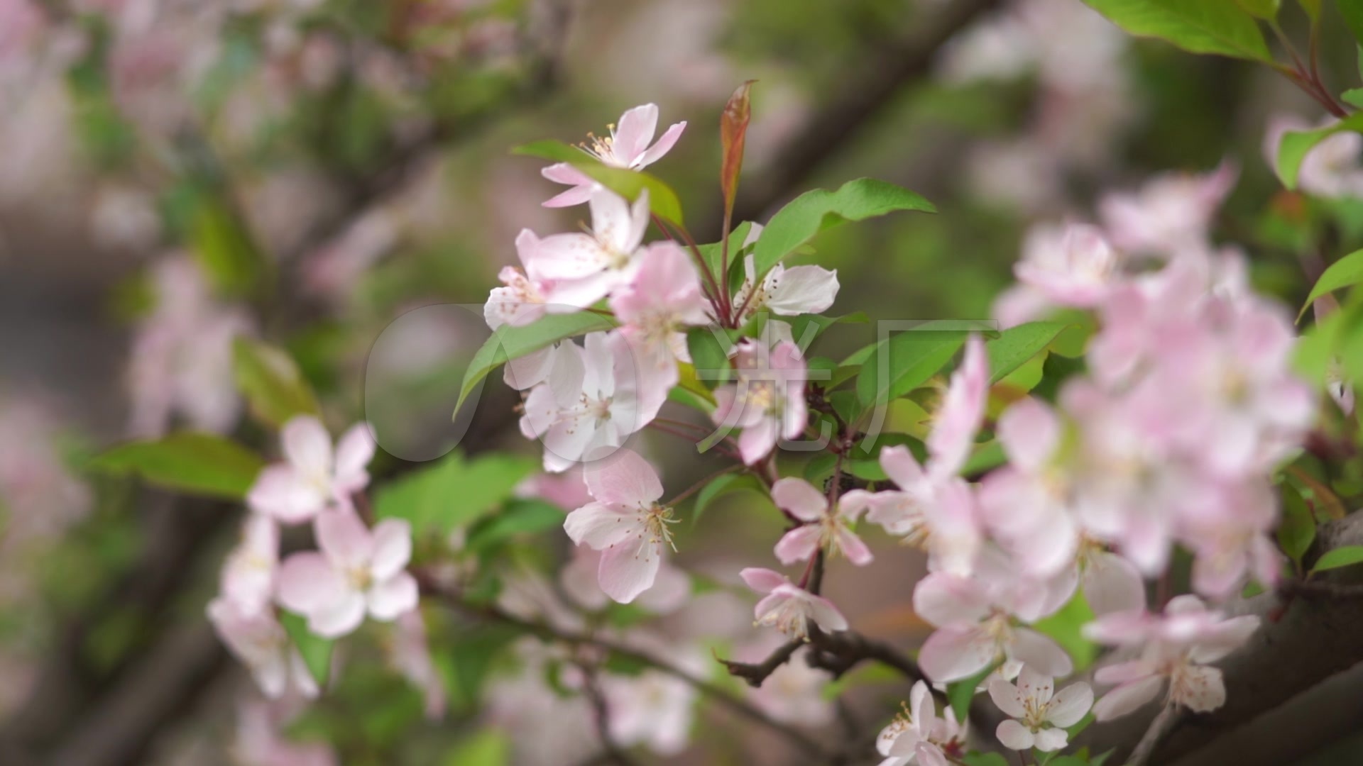 小清新春暖花开自然风光唯美鲜花花朵