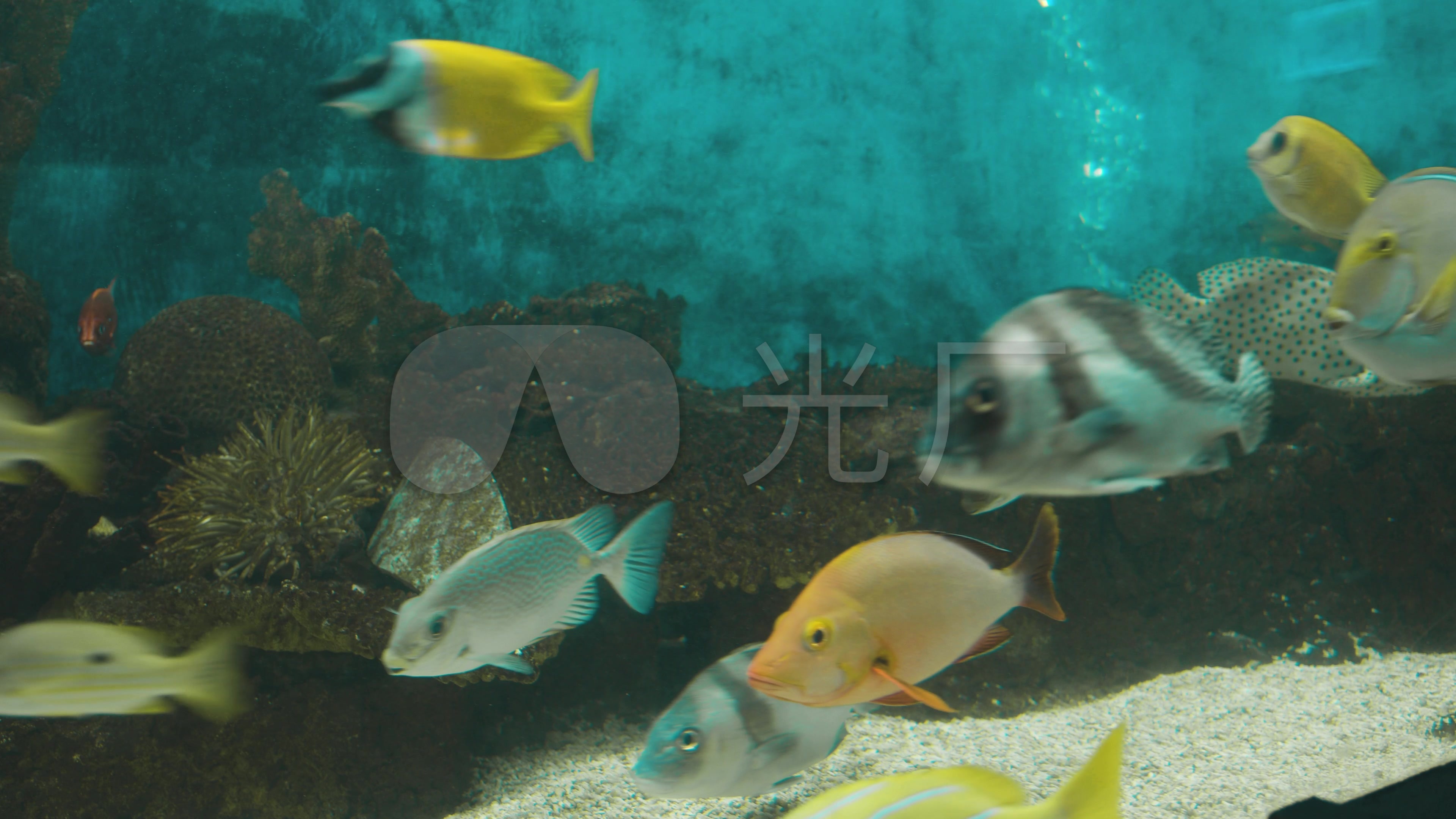 海洋馆鱼群