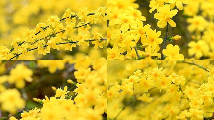 春天开放艳丽的黄色迎春花_1920x1080_高清视频素材