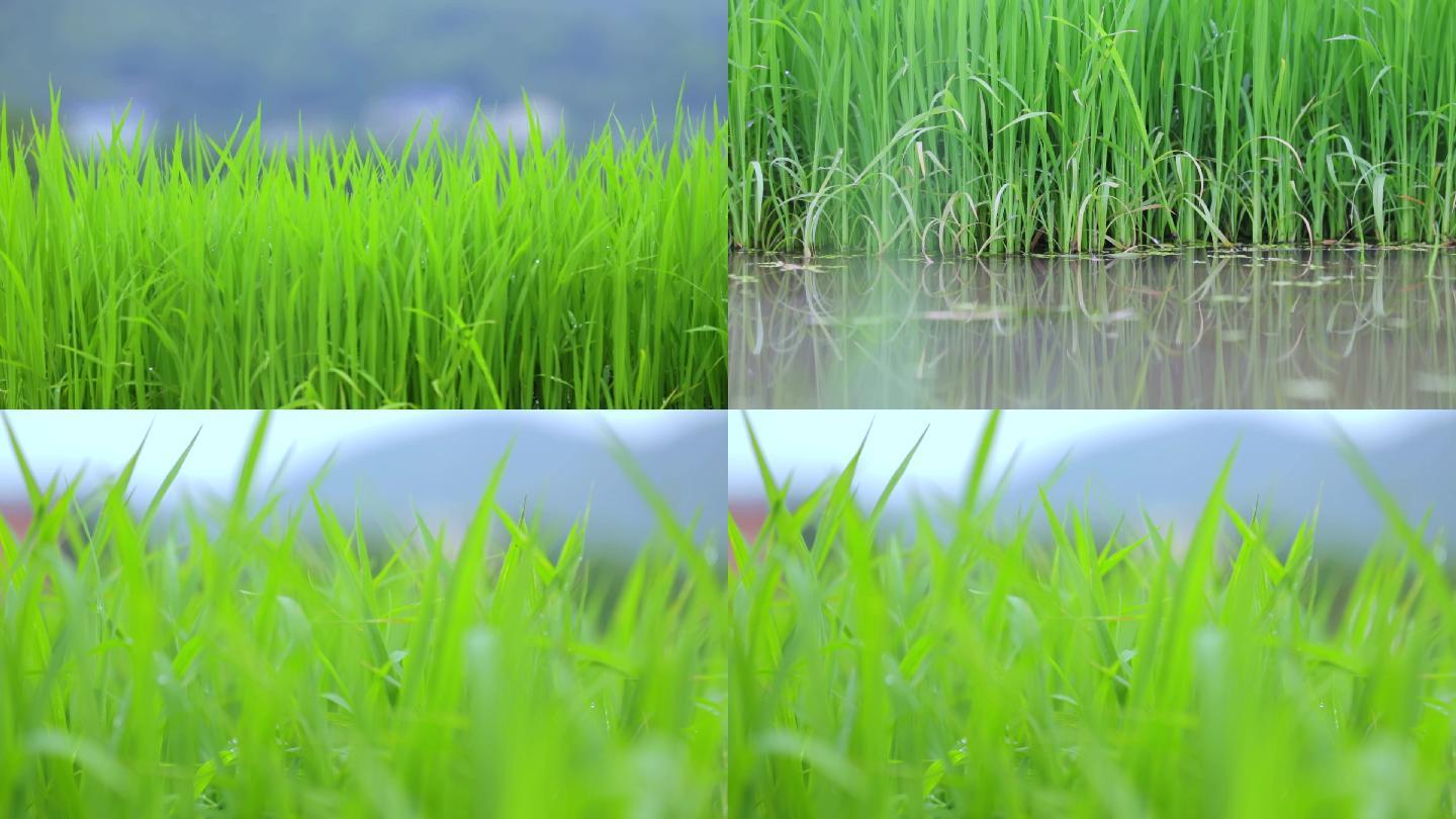 水稻田,禾苗秧苗