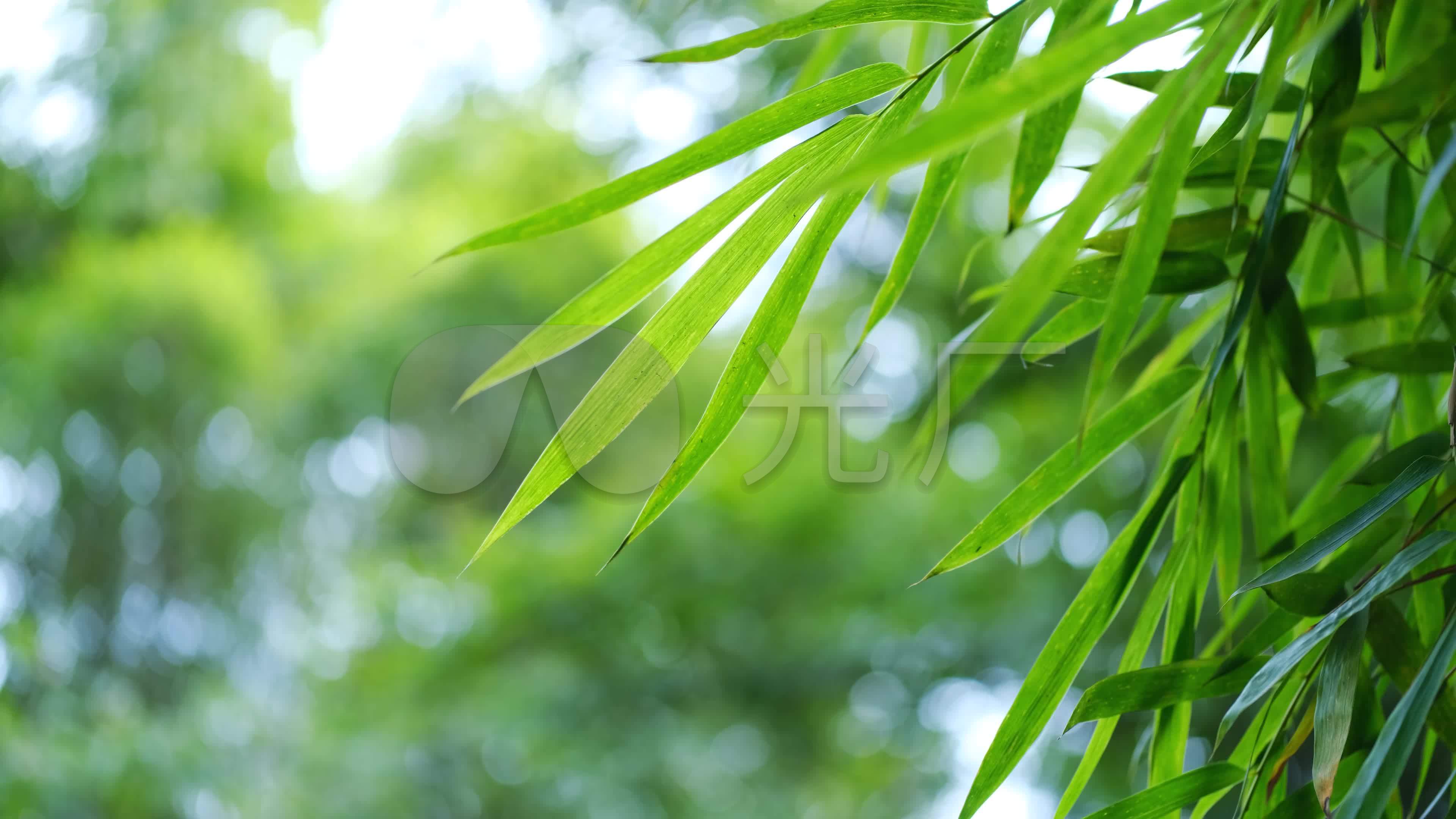 【原创】清新竹林竹叶竹子慈竹4k意境写意_3840x2160