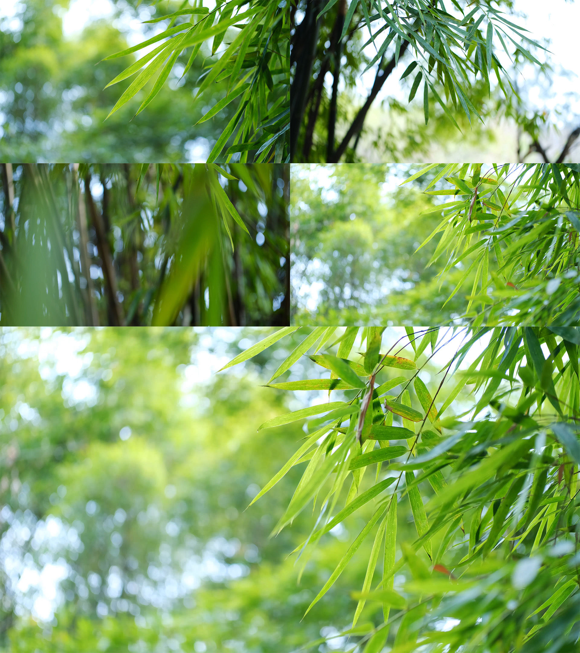 【原创】清新竹林竹叶竹子慈竹4k意境写意