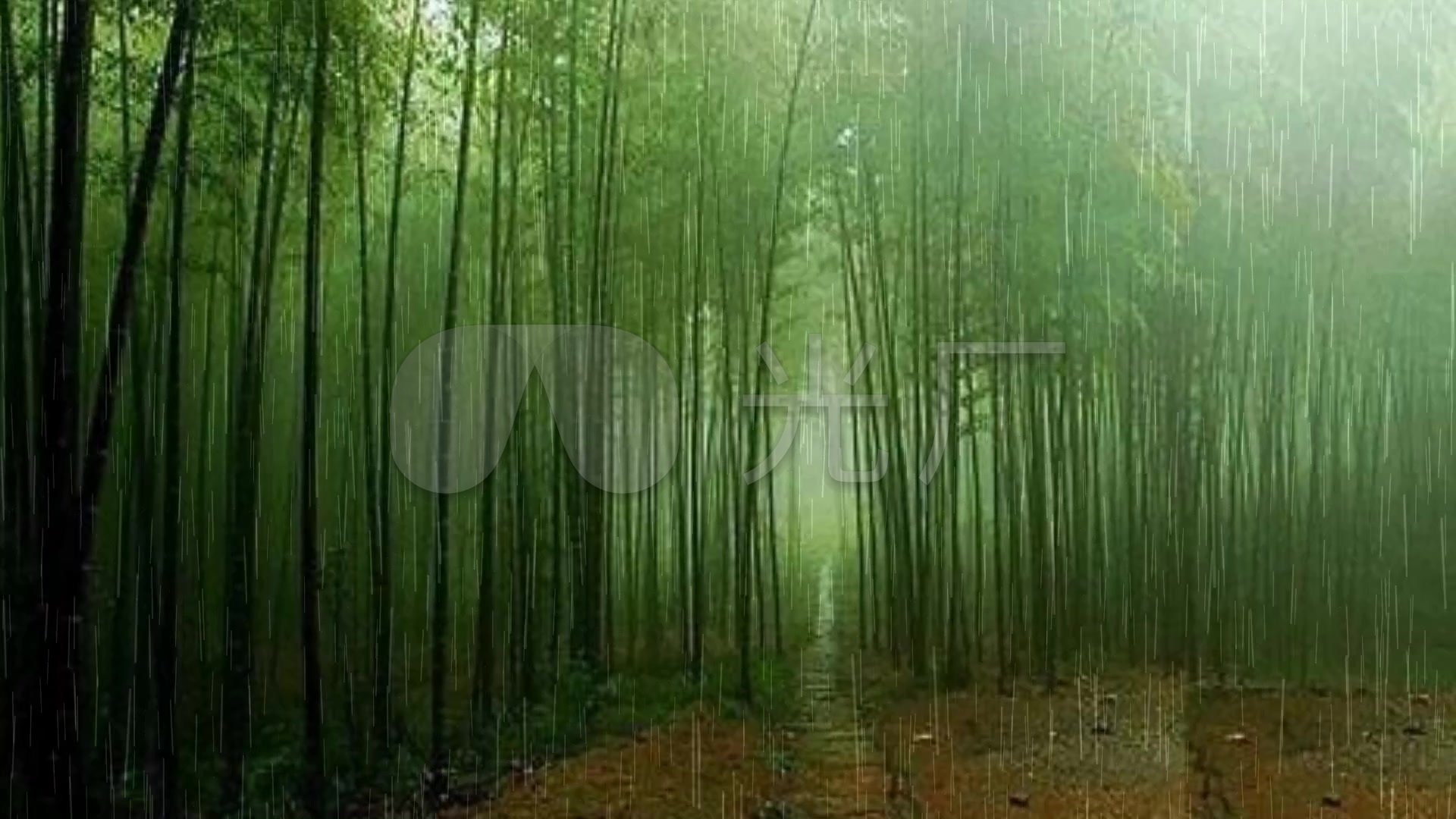 动态竹林竹子下雨雷雨声背景_1920x1080_高清视频素材