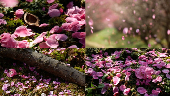 4k原创实拍梅花飘落,风吹地上的花瓣(素材1,共有2个素材)