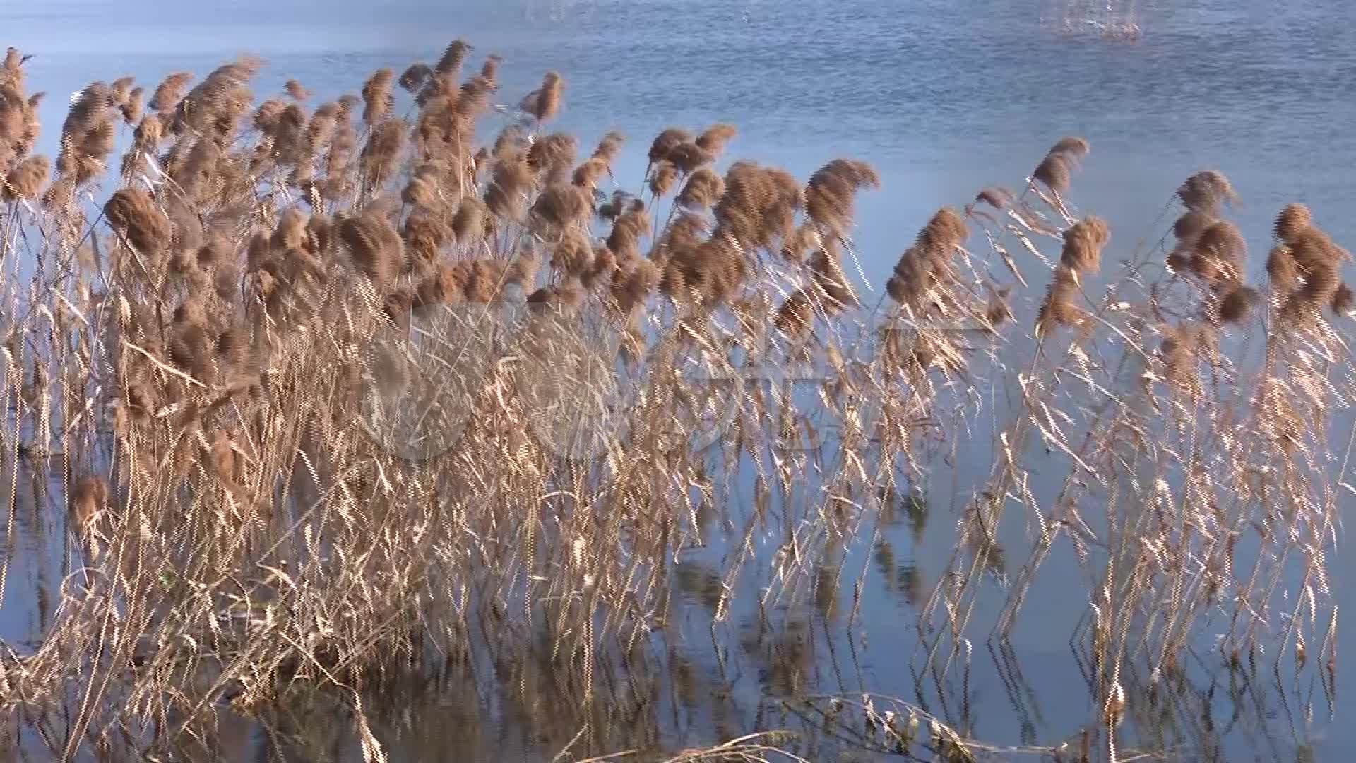 唯美的河边芦苇荡宣传片空境_1920x1080_高清视频素材